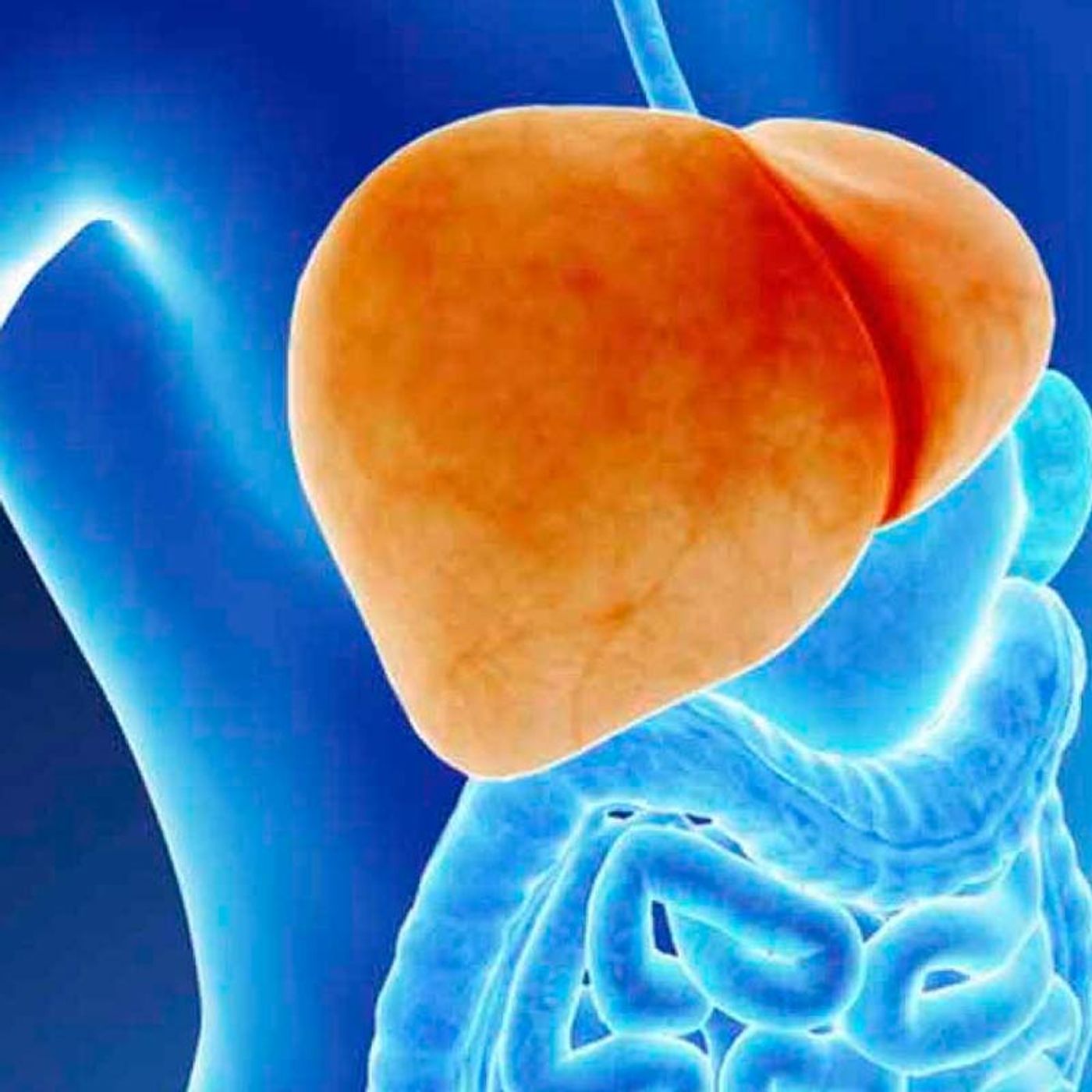 Nutrición: Hígado graso episode artwork