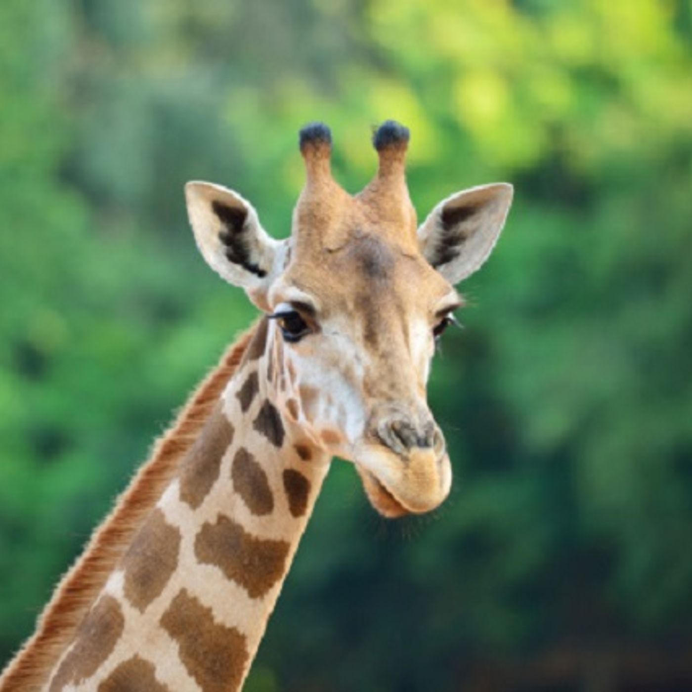 (Smile File) How Does a Giraffe Make It Into Our Smile File? episode artwork