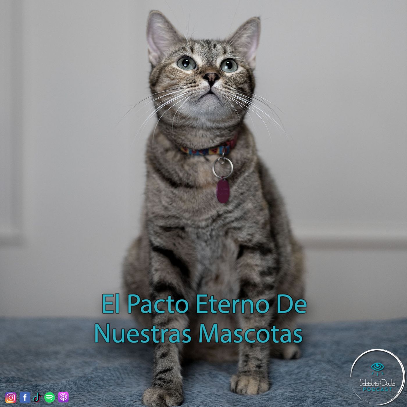 El Pacto Eterno De Nuestras Mascotas