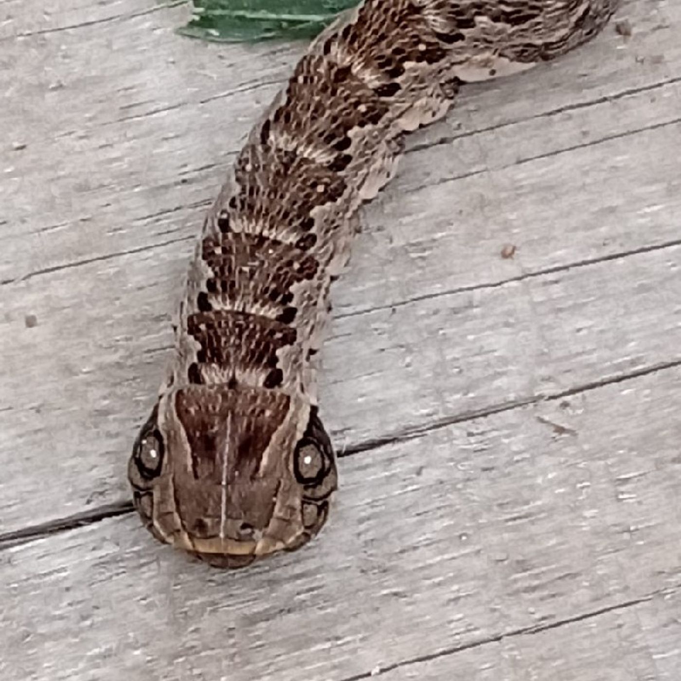 Lagarta