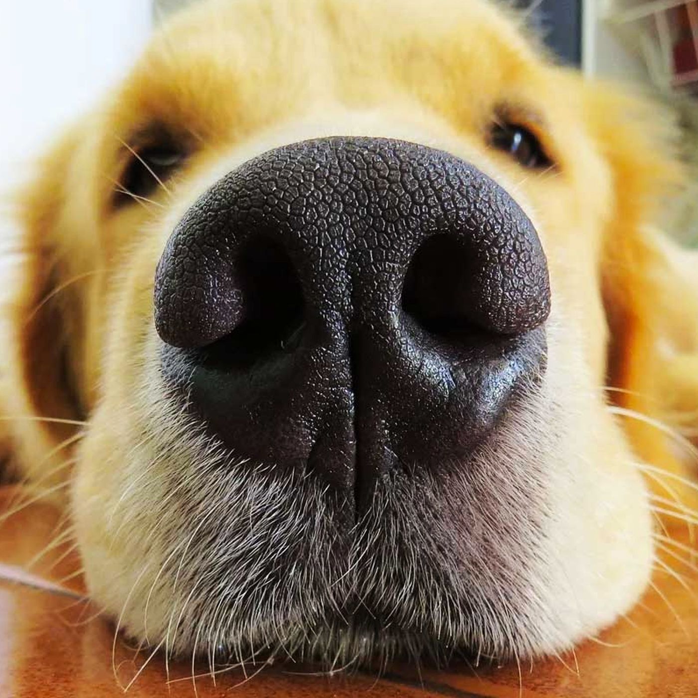 Tipos de focinhos dos pets e suas características – Papo Mix - Pet ...