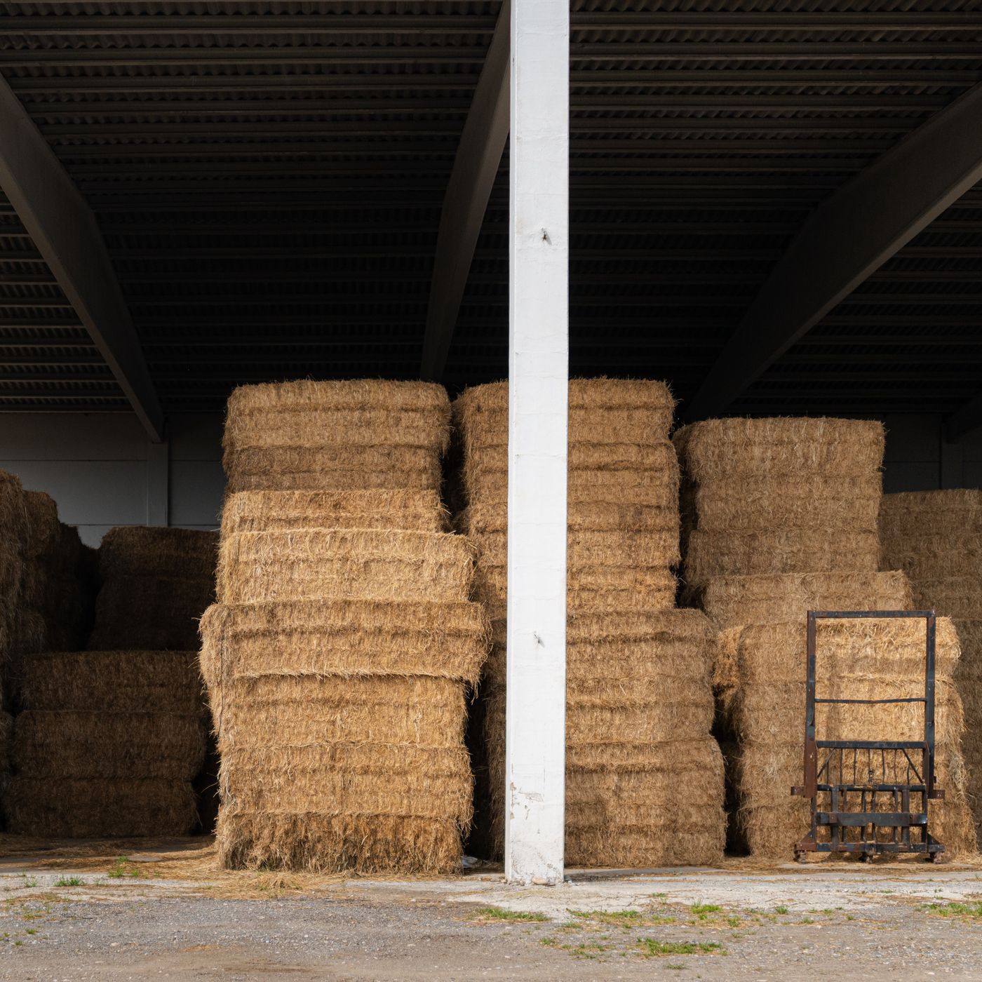 Carreteras Secundarias | Los camellos de Emiratos Árabes se alimentan con alfalfa de Lleida episode artwork