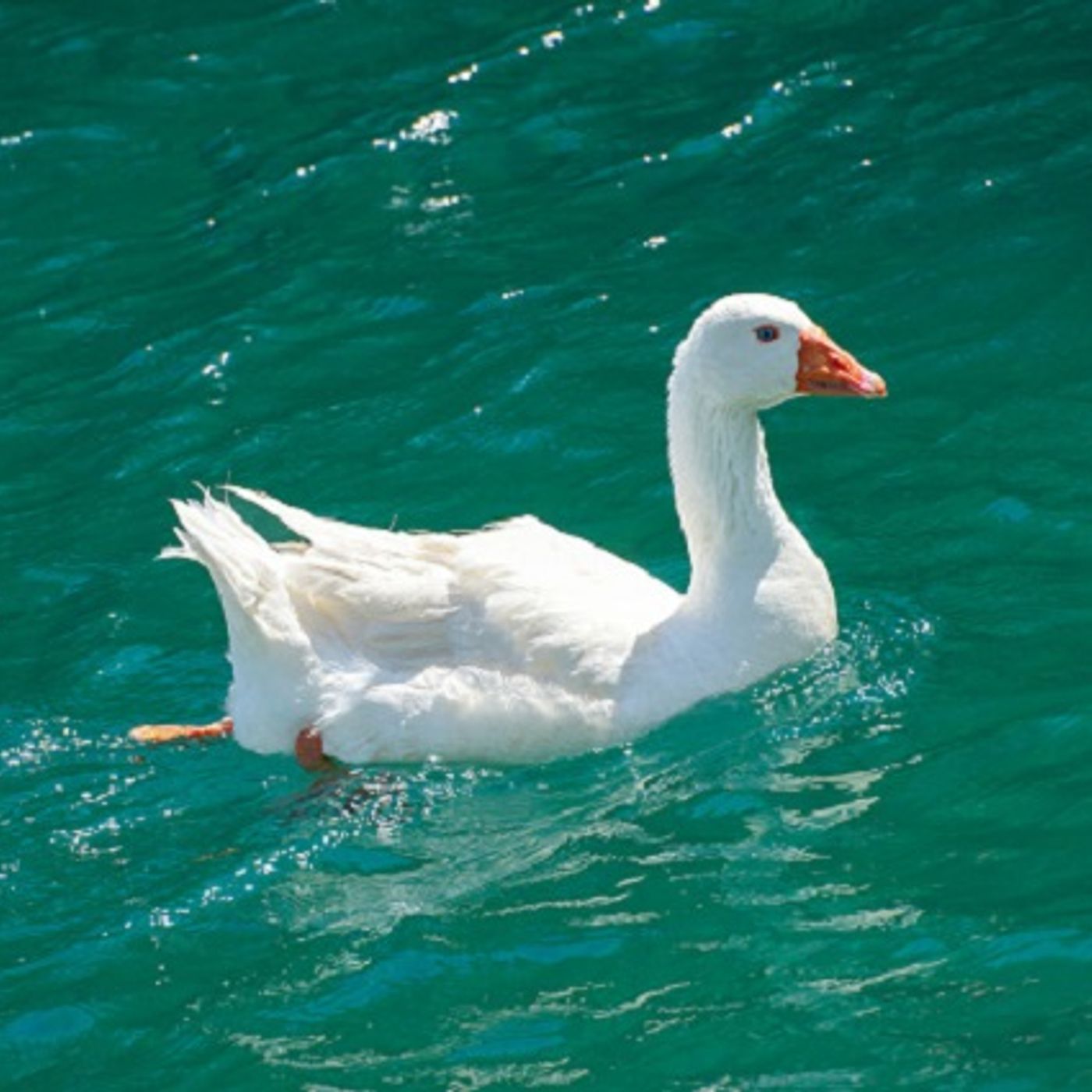 (Joke of the Day) A duck, a goose and a lawyer... episode artwork