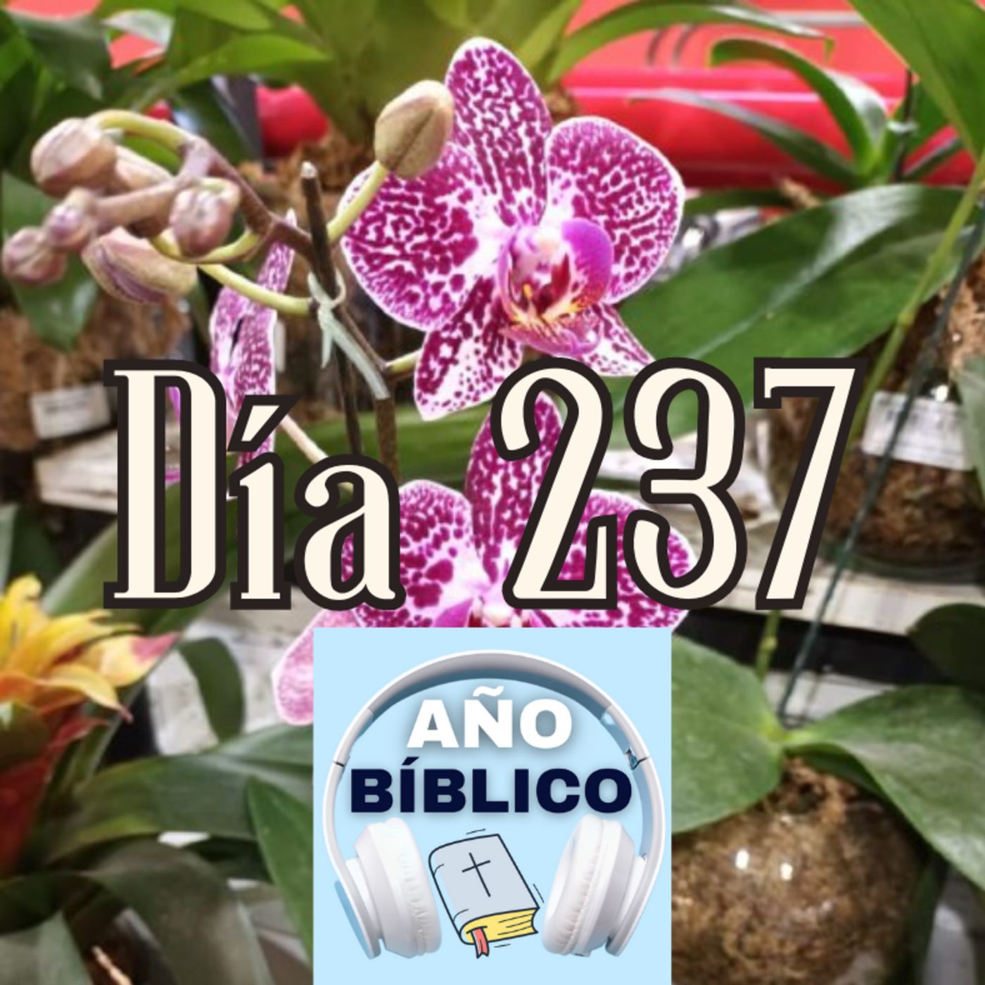 Día 237 - Salmo 98:1-4, Proverbios 20-22 y 1 Corintios 15:35-49 episode artwork