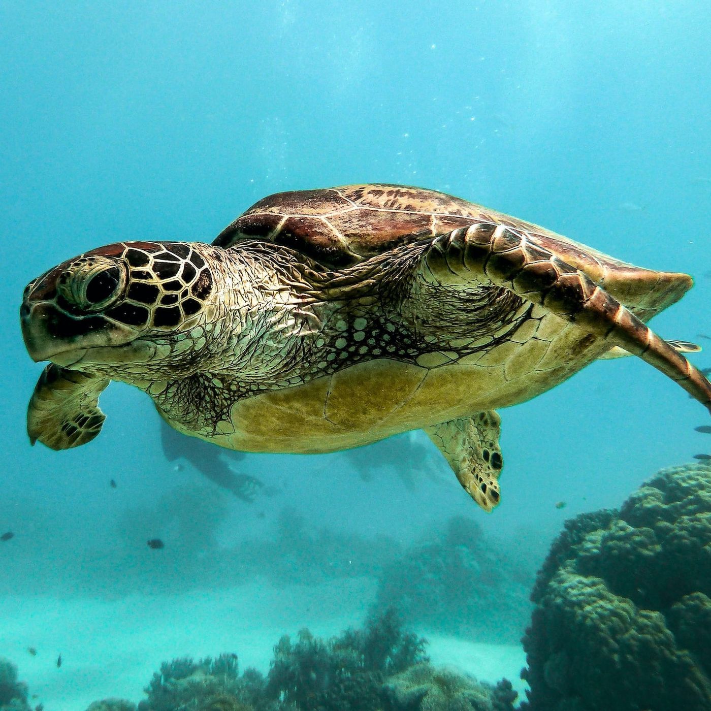 Un bagno con squali e tartarughe nell'Oceano Indiano