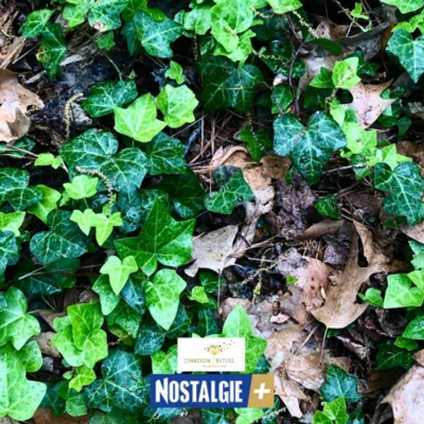 Connexion Nature : Des plantes sauvages comestibles – Le lierre terrestre et l’ortie episode artwork