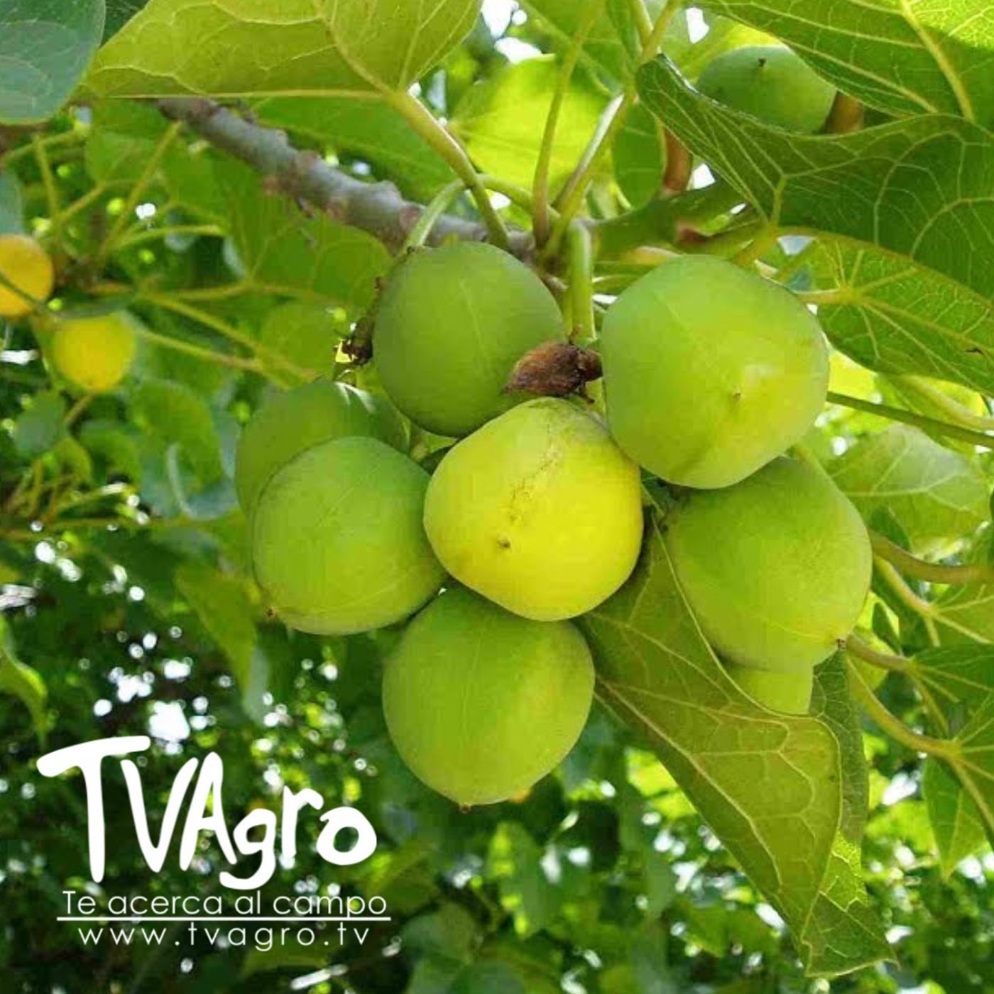 TV AGRO
