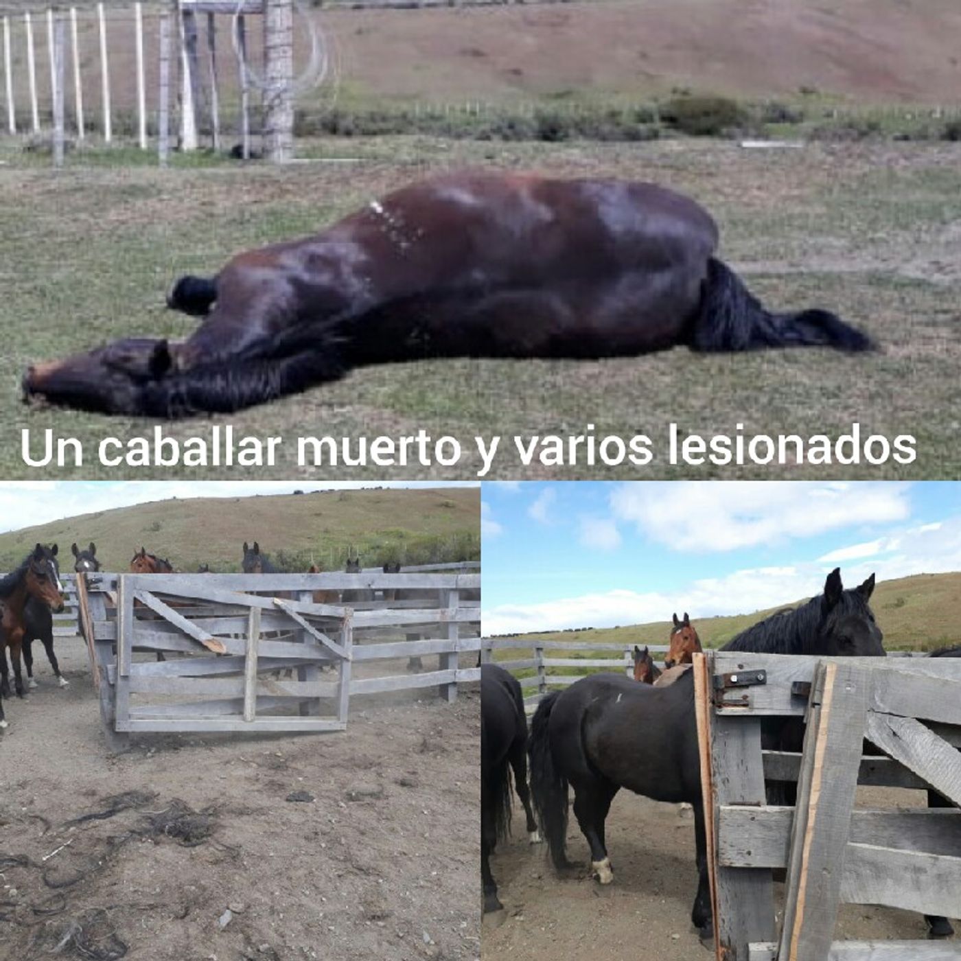 El Fueguino Radio.