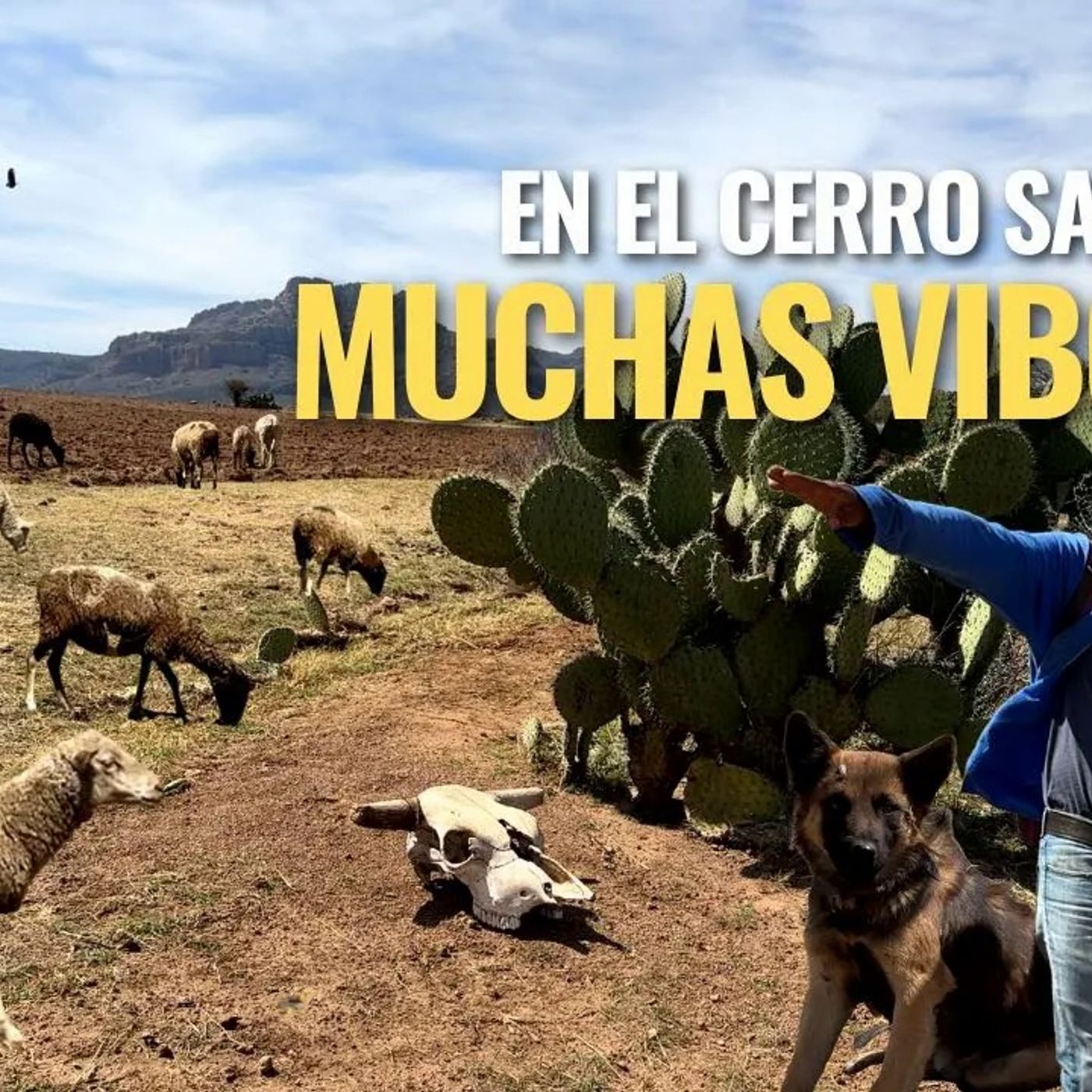 _25 AÑOS CUIDANDO BORREGAS AQUI NO HAY FIESTAS NI DOMINGOS_