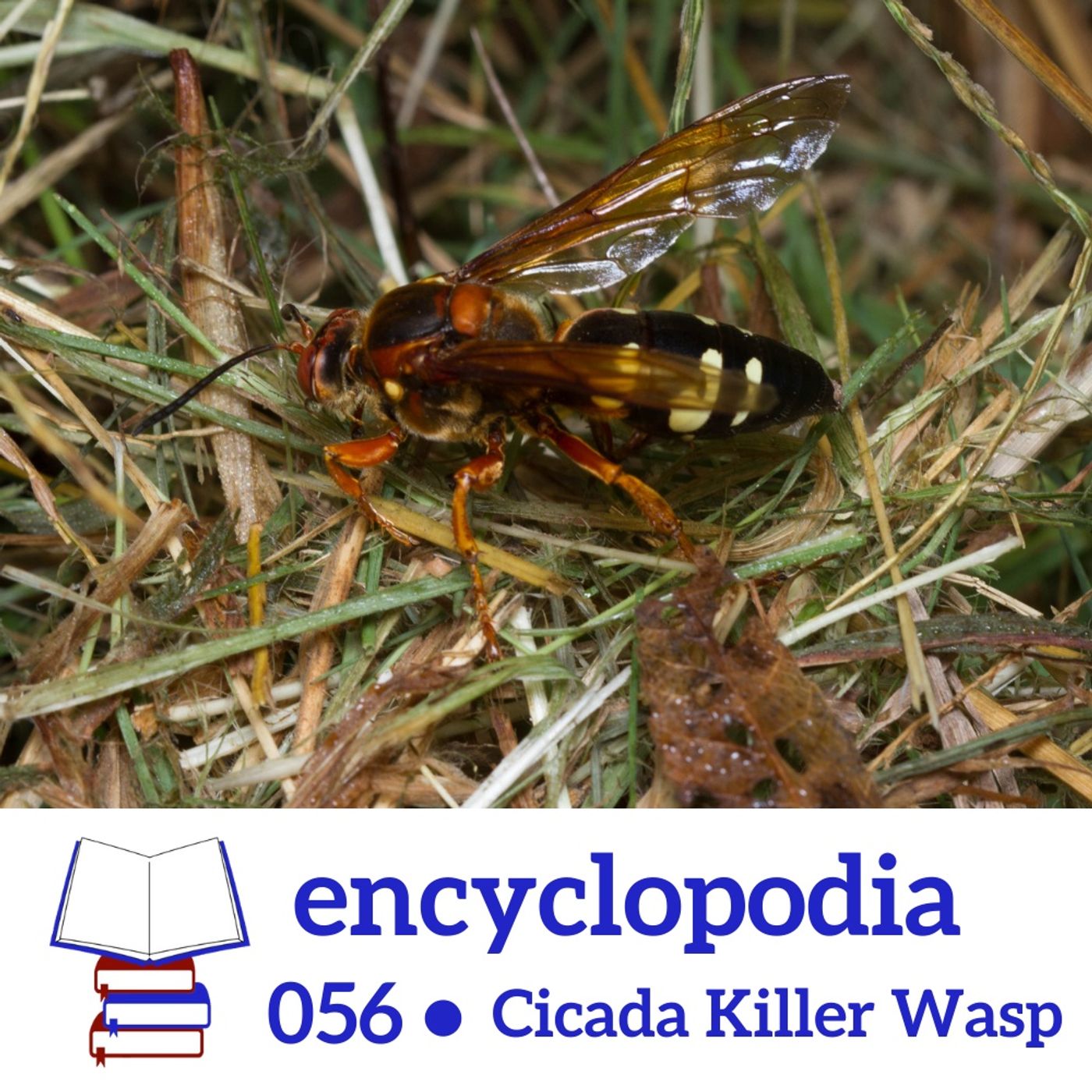 Encyclopodia