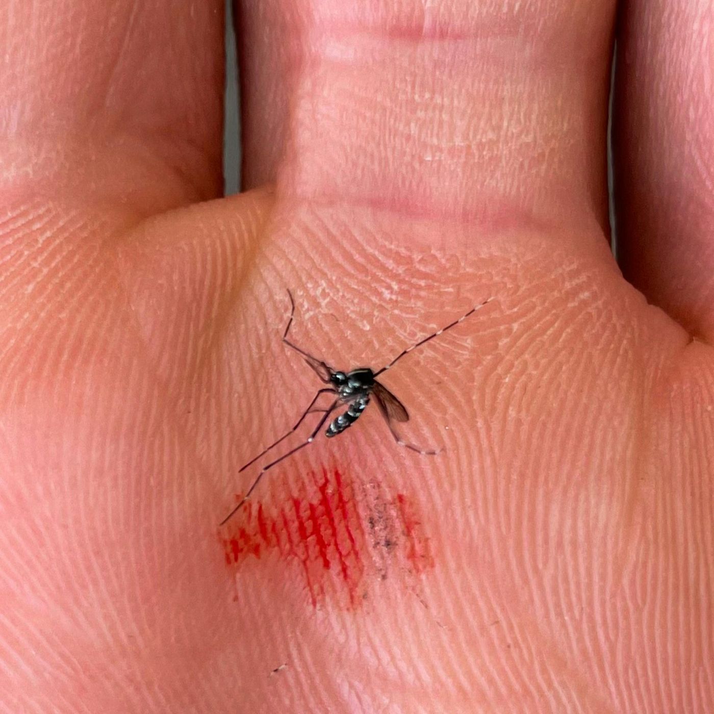 How to beat mosquitoes episode artwork