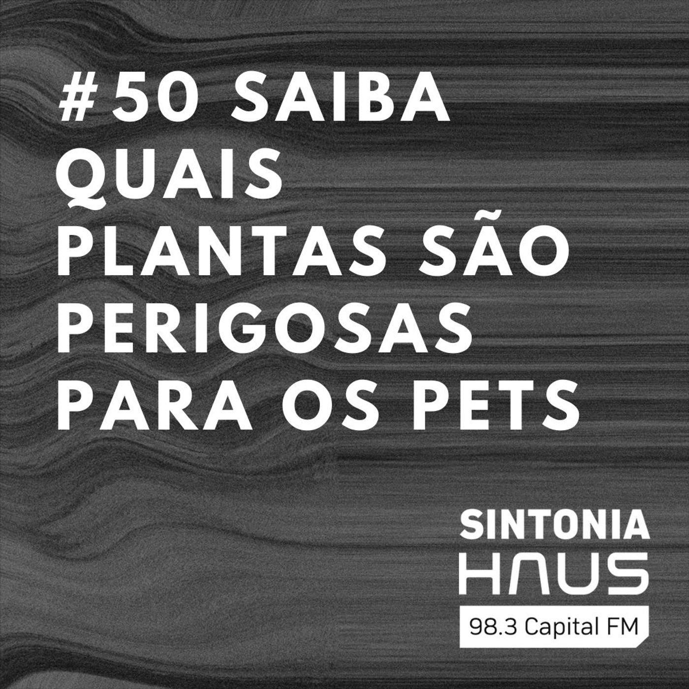 Gosta de plantas? Saiba quais espécies são perigosas para o seu pet | SINTONIA HAUS #50 episode artwork