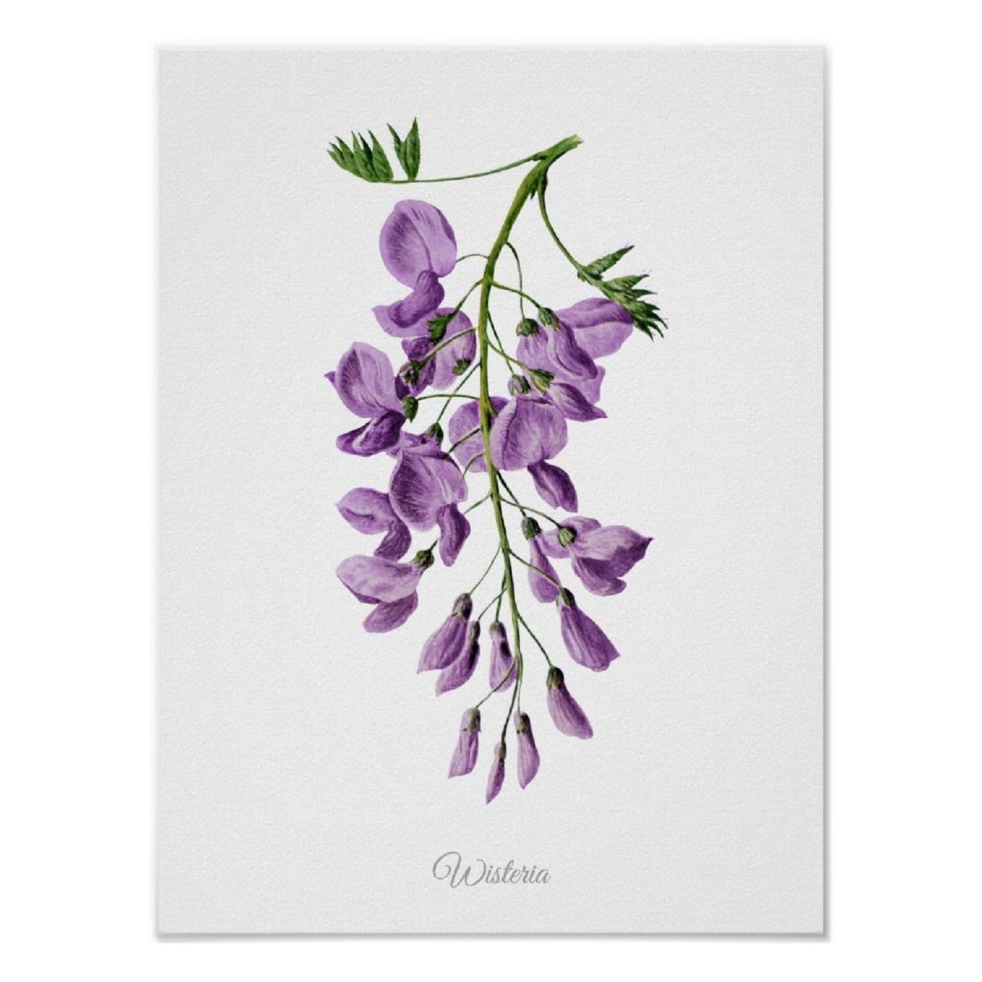 Show 279: Wisteria, Mistletoe and Horsetail