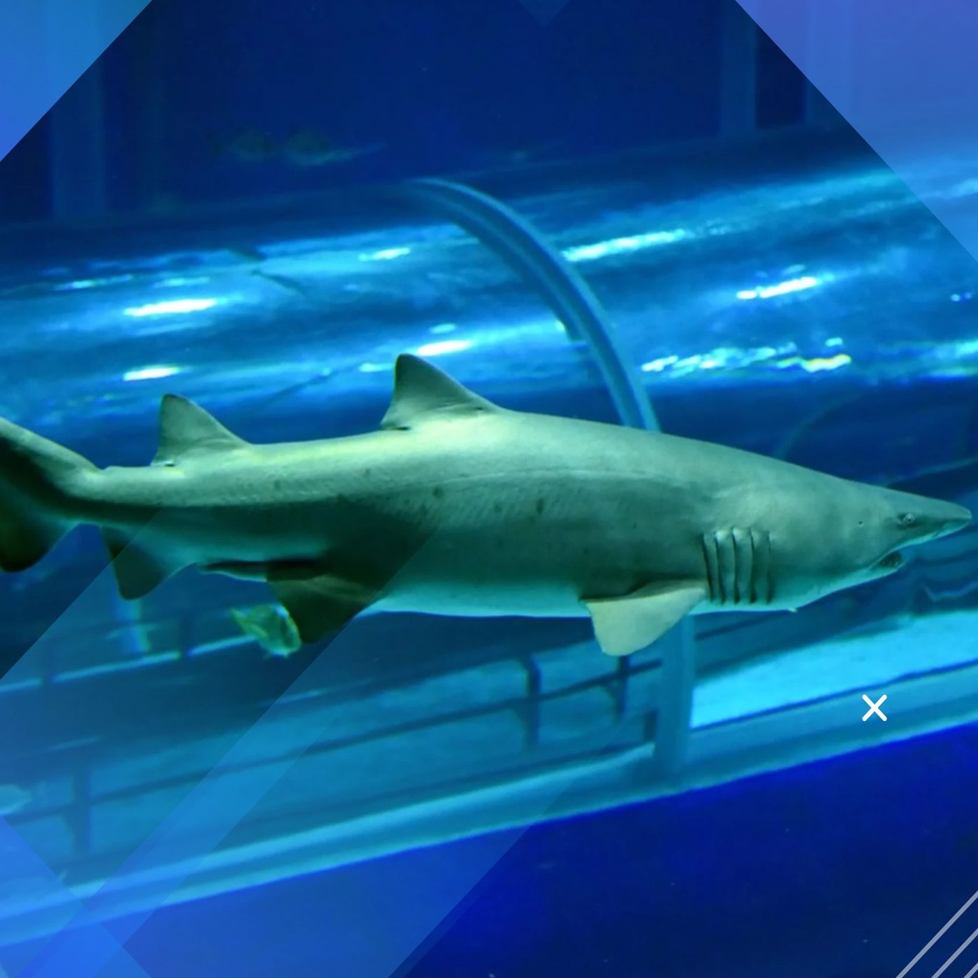 Shark Week no AquaRio episode artwork