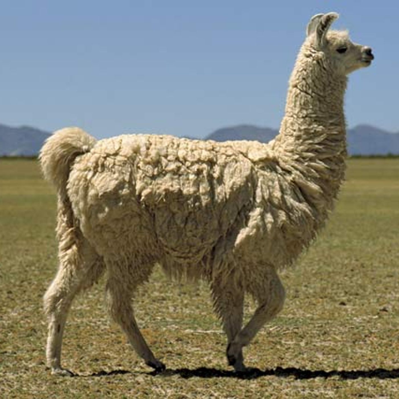 The Llama Podcast Ep #1 episode artwork