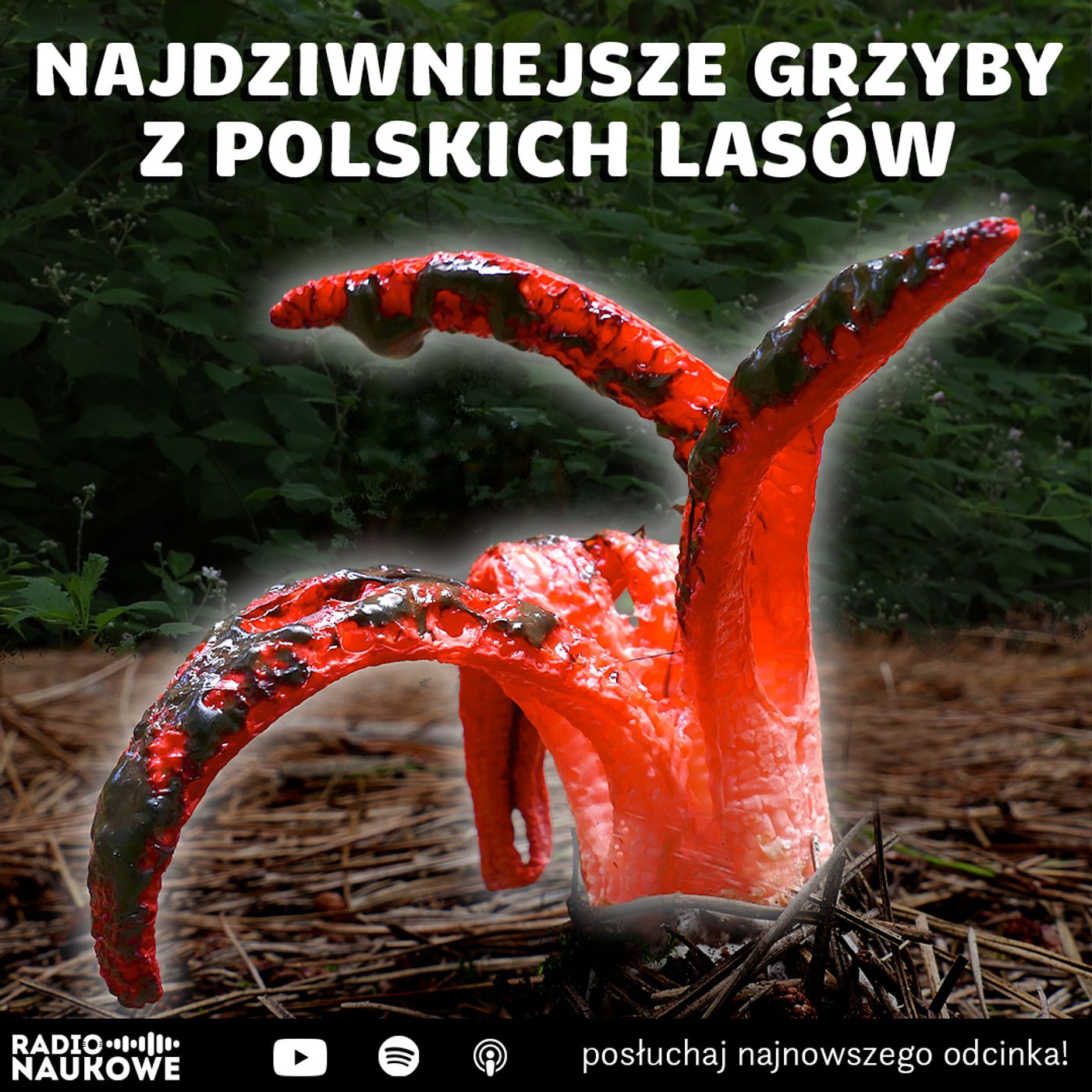 #311 Najdziwniejsze grzyby z polskich lasów | prof. Marta Wrzosek