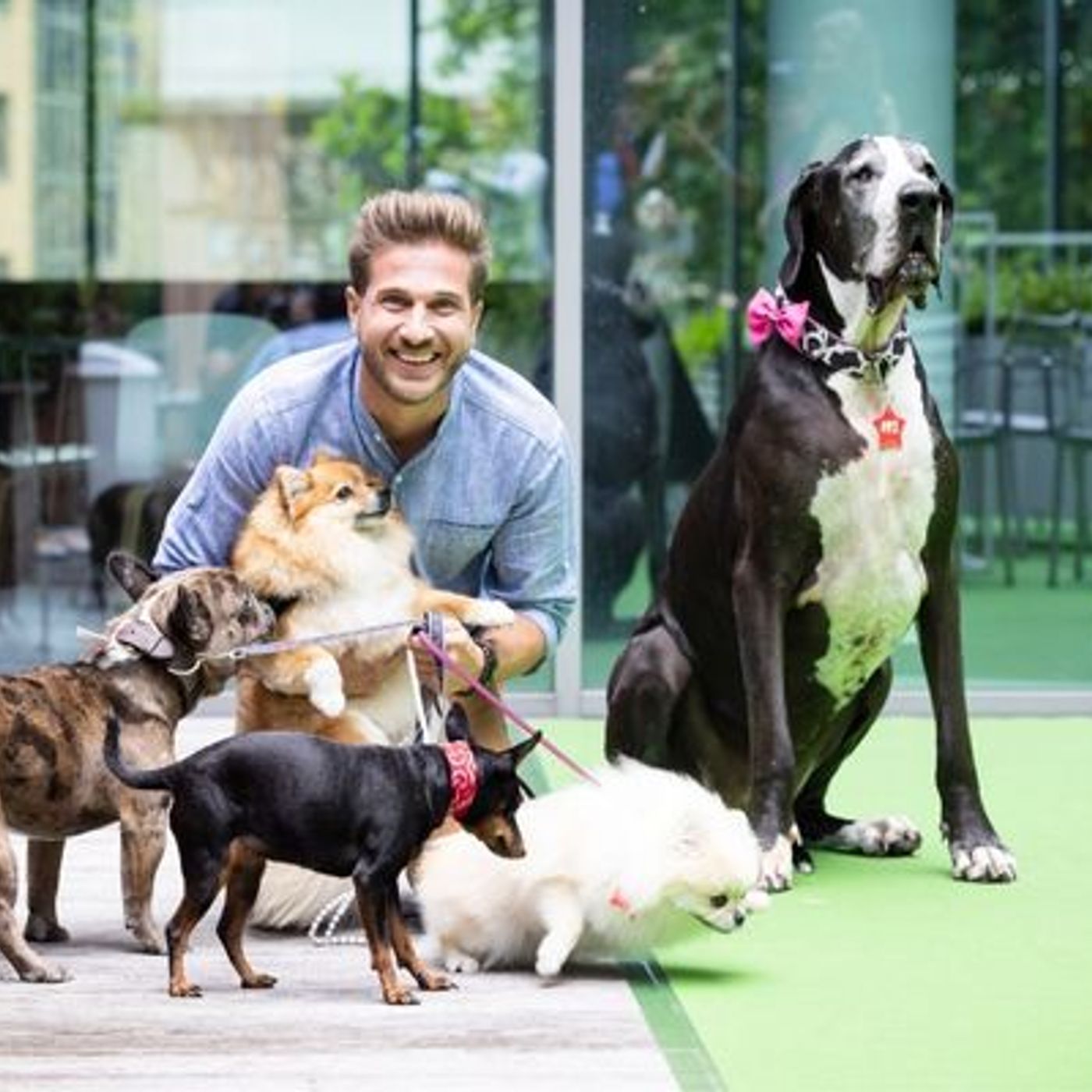"Nom d'un chien" : le premier concours canin télévisé débarque sur RTL-TVI episode artwork