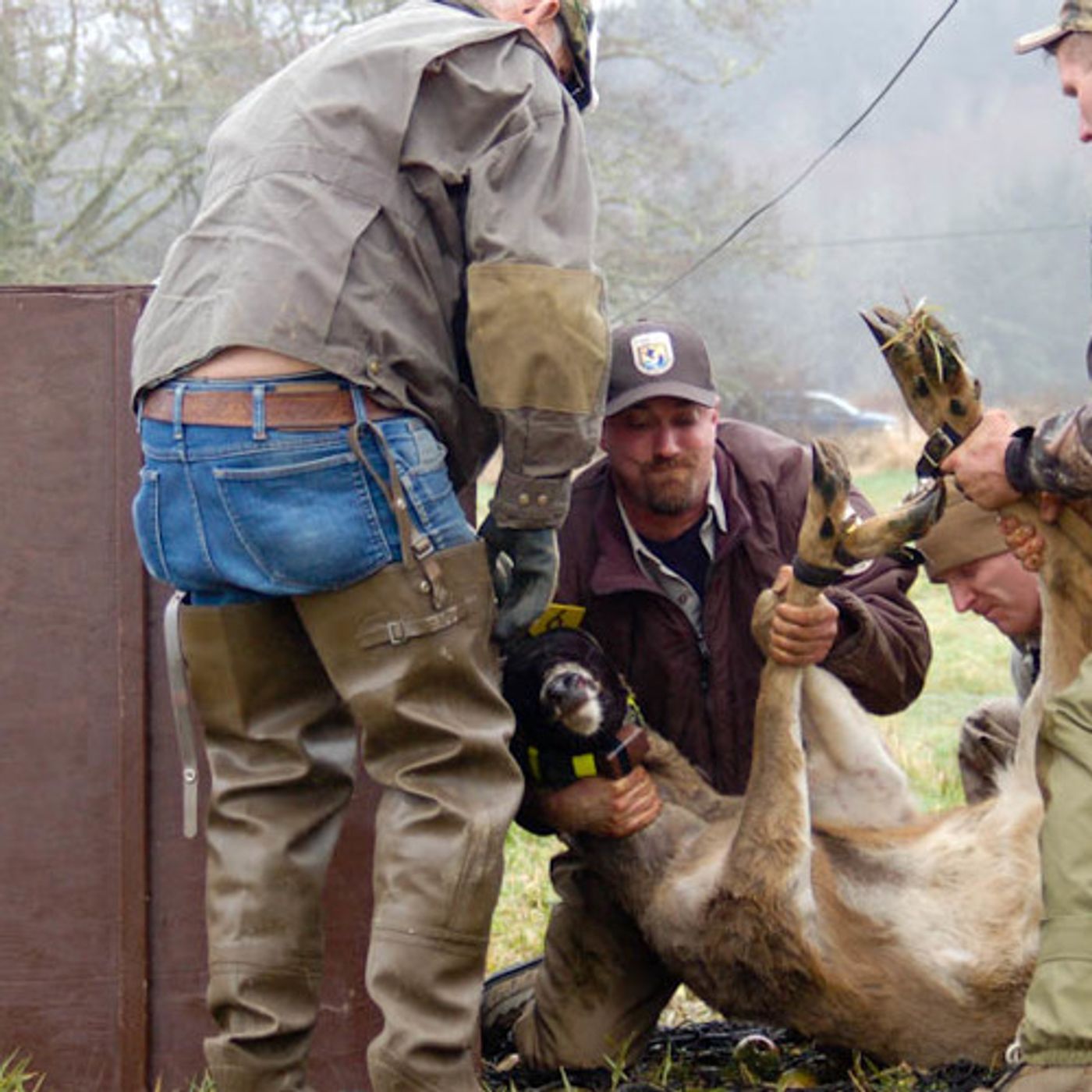 Relocating An Endangered Deer episode artwork