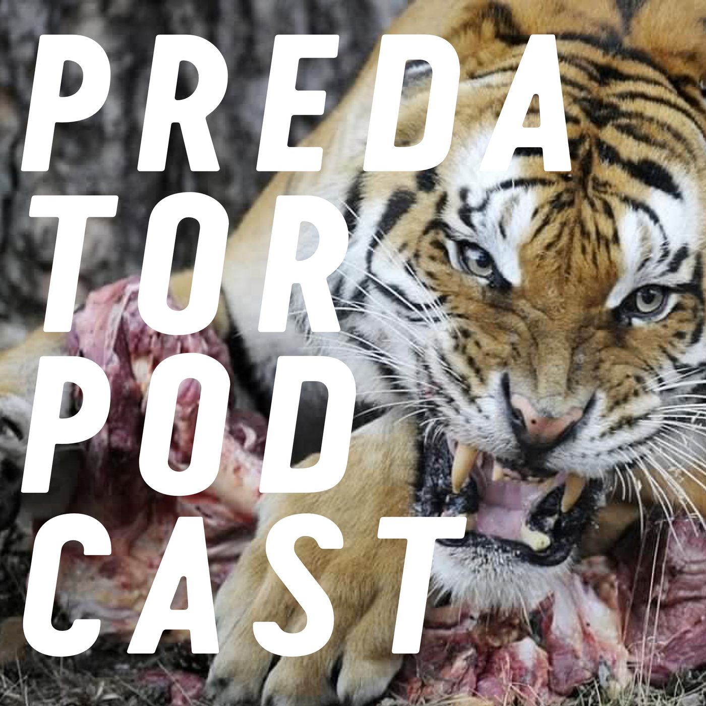 Episode 7: Big Cats