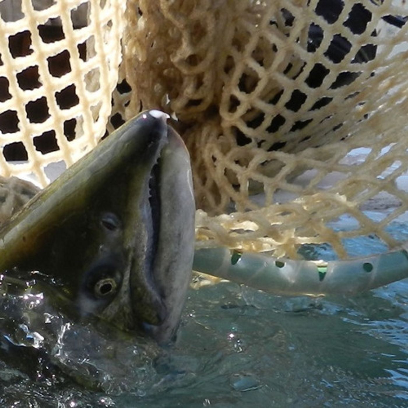 Judge Upholds Pesticide Limits in West Coast Salmon Streams episode artwork