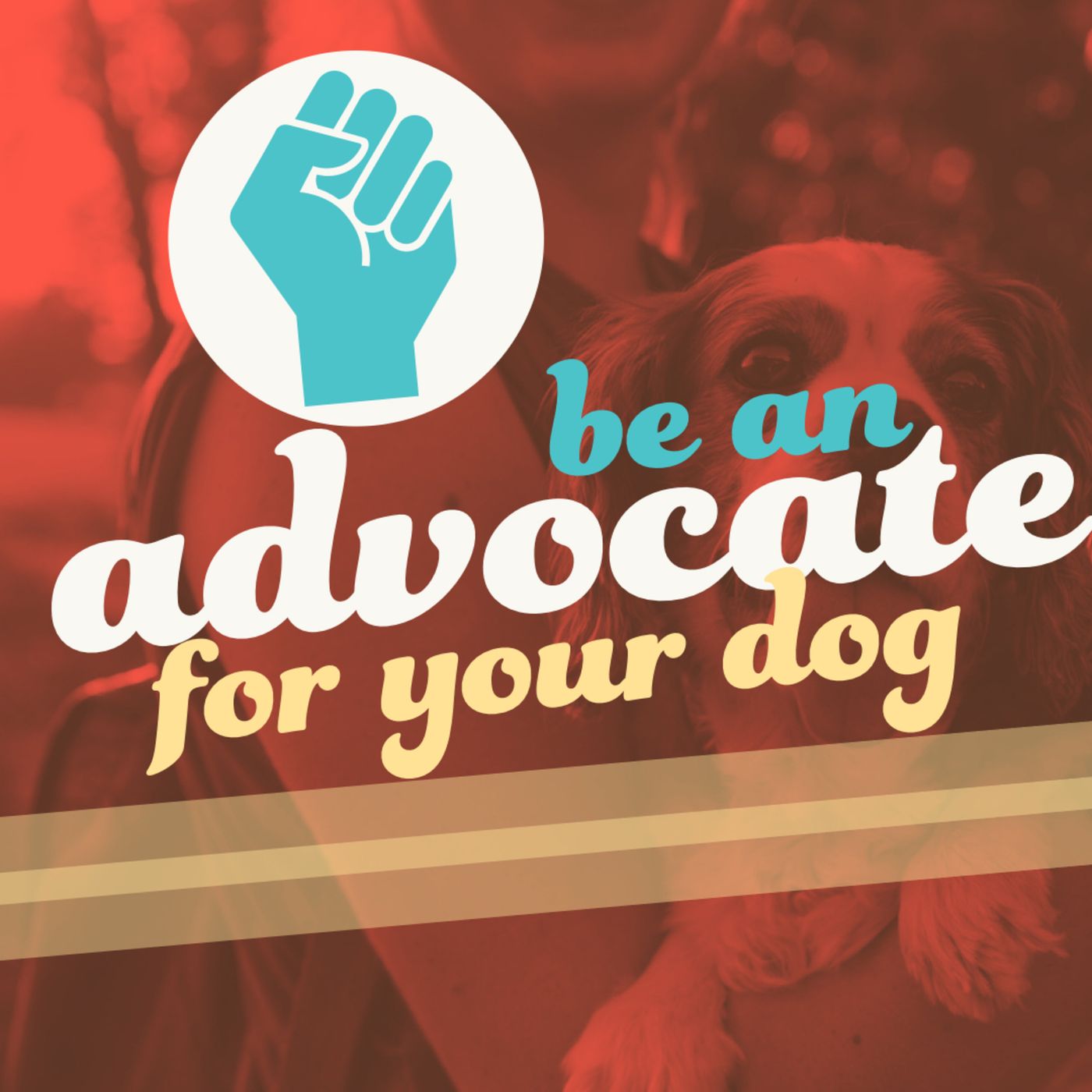 Being an Advocate for Your Dog