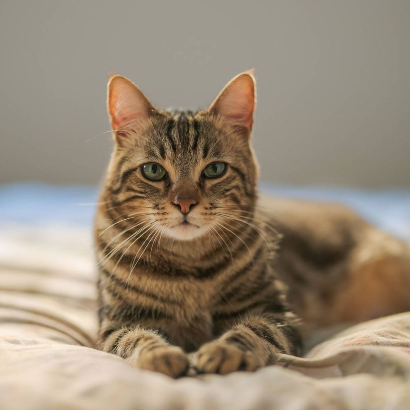 Historias de Miedo Agosto 15 de 2022 LOS GATOS