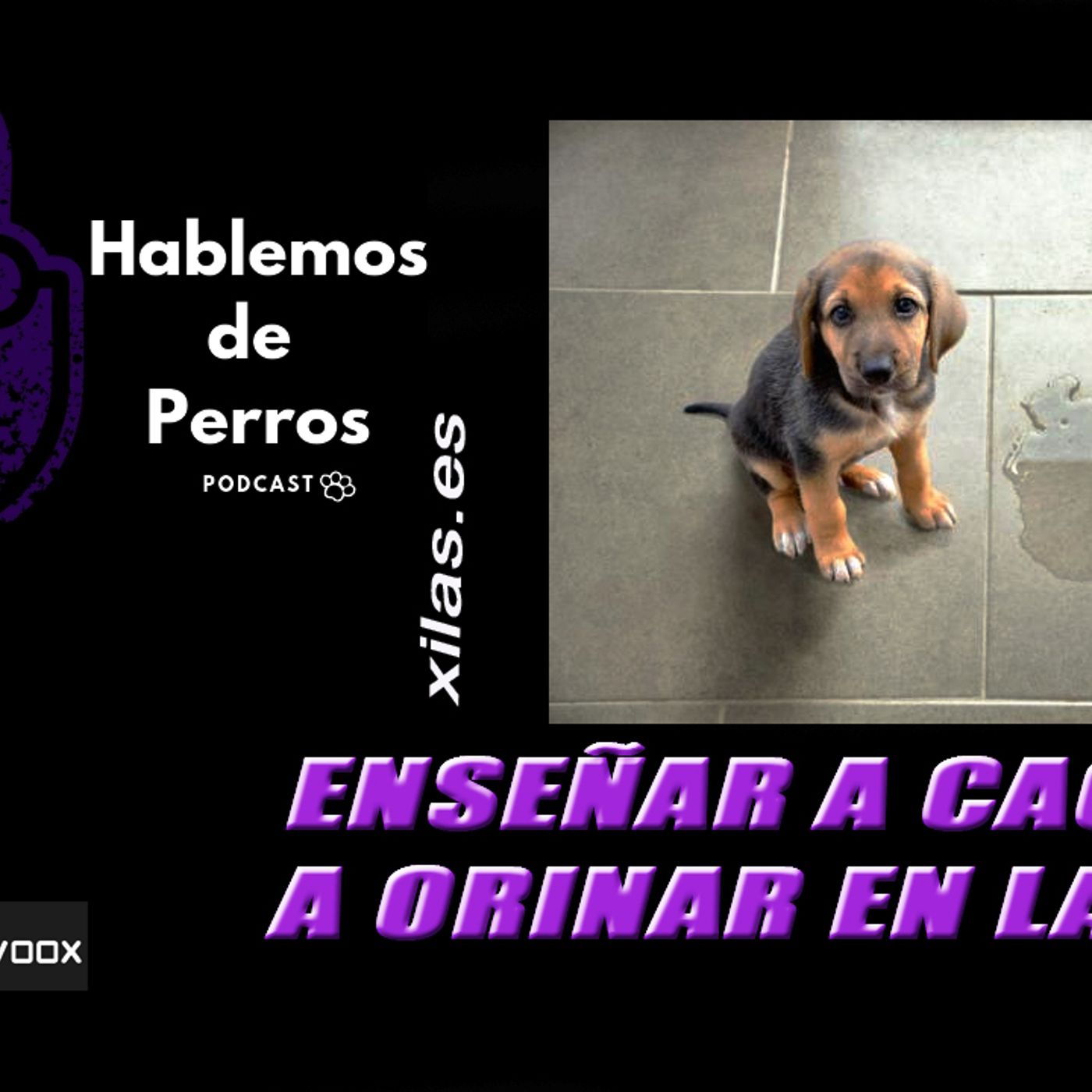 Hablemos de perros