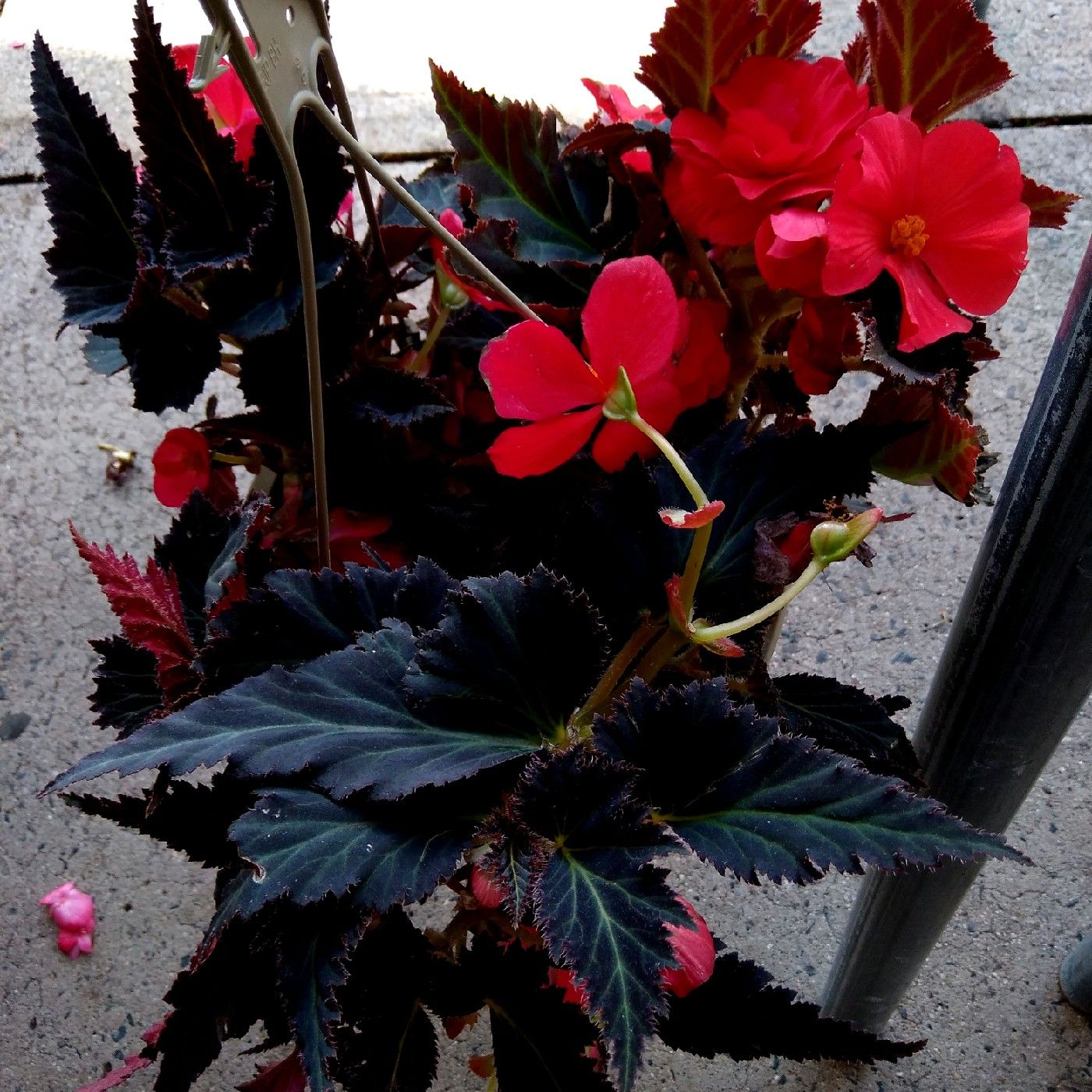 Women's International Network University