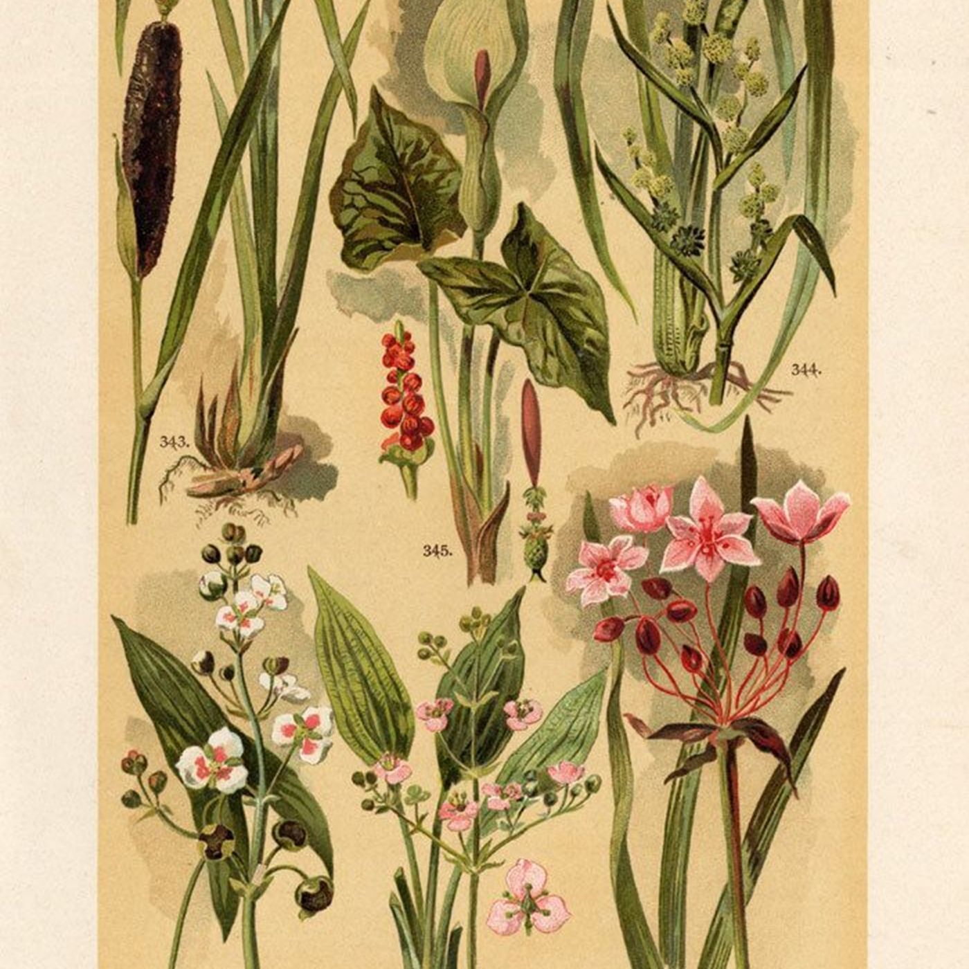 Southern Appalachian Herbs