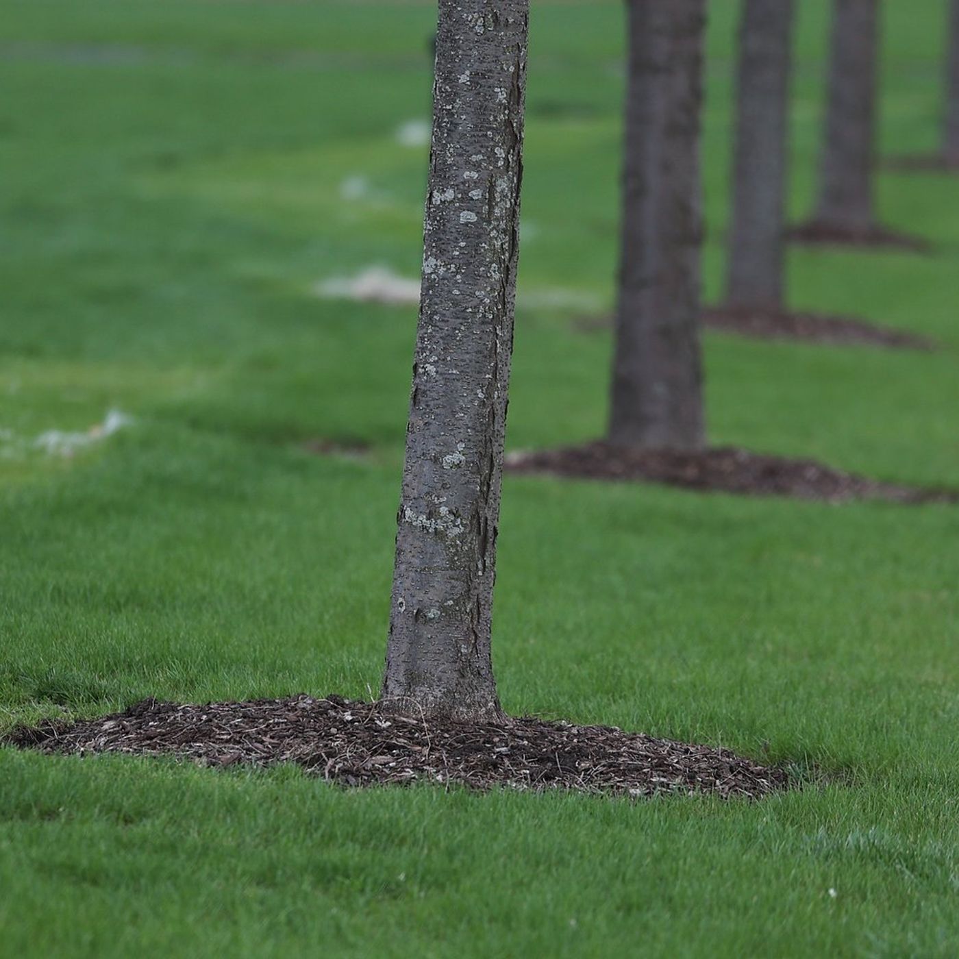 La Salle seeks grant to inventory, improve downtown trees episode artwork
