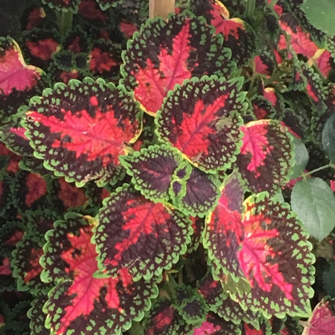 Lavander Is The Color Of The Sky Lavander Is The Color Of The Sky