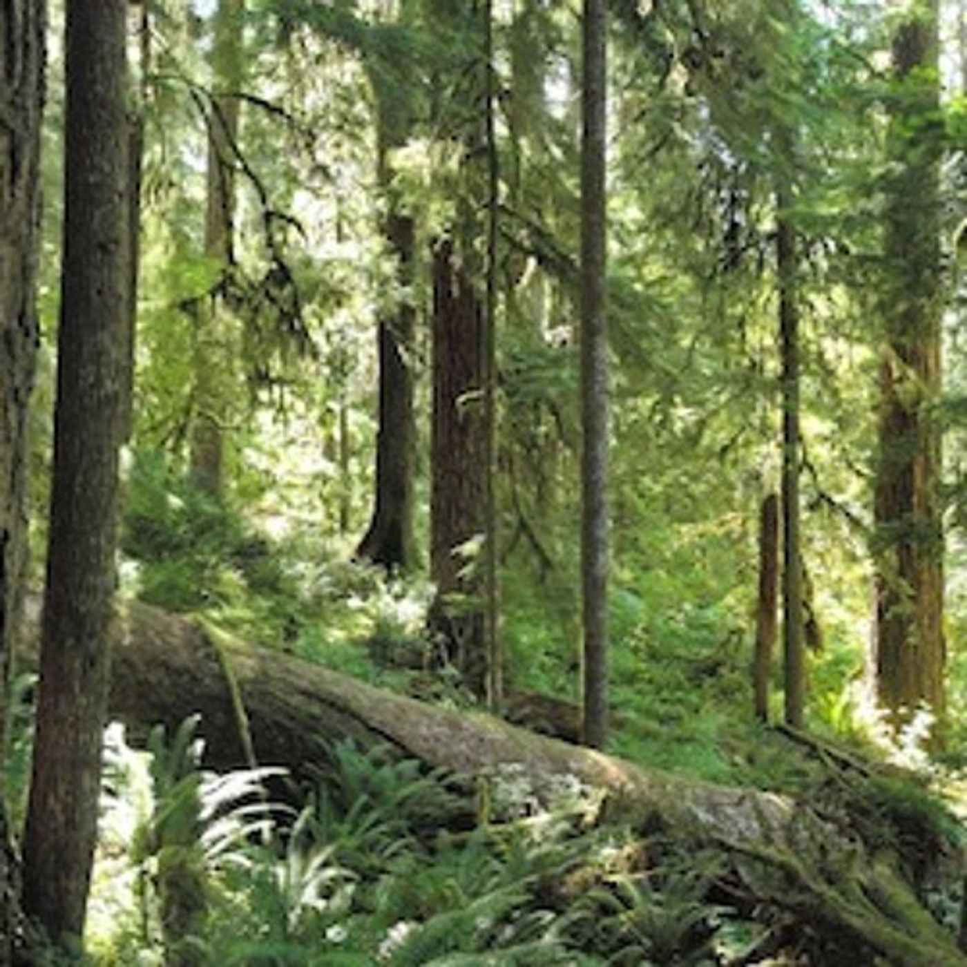 Factoring Forests Into Climate Change episode artwork