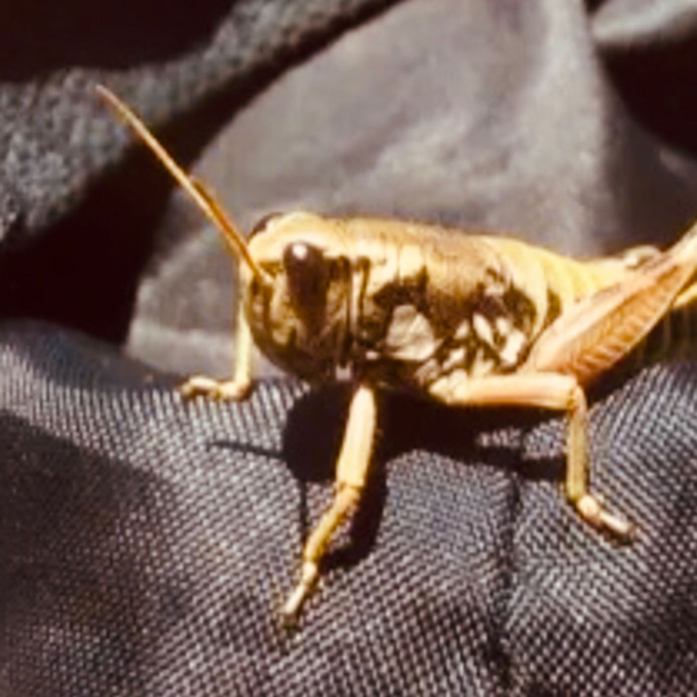 El saltamontes fantástico