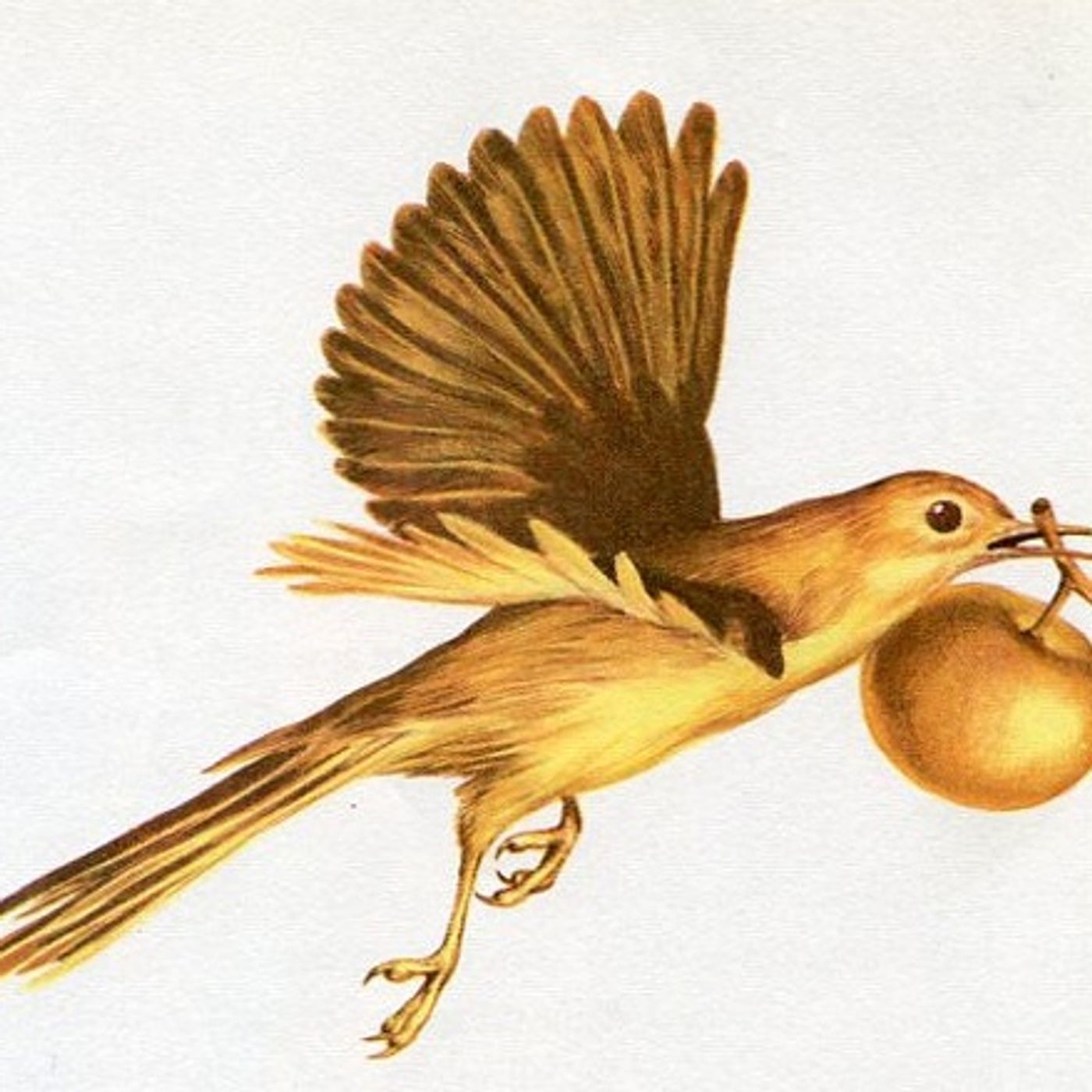 ♪♫Golden Love Dove♫♪