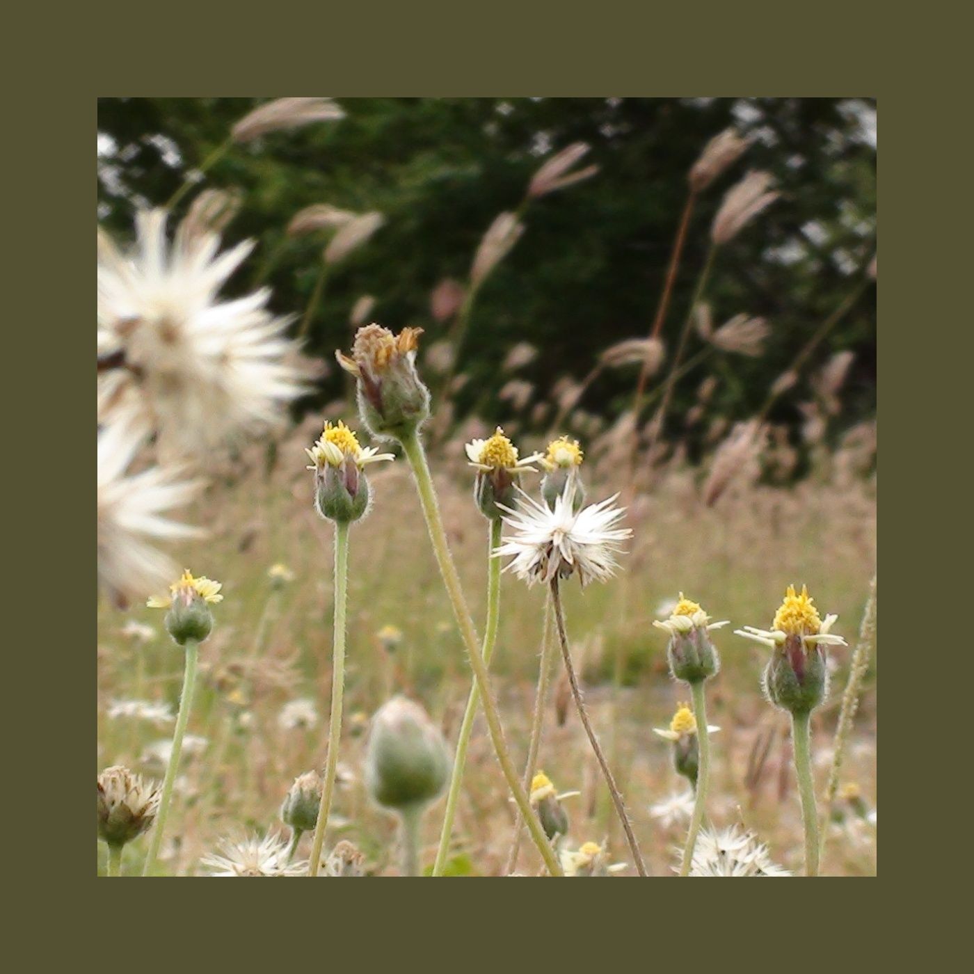Giardino Futuro
