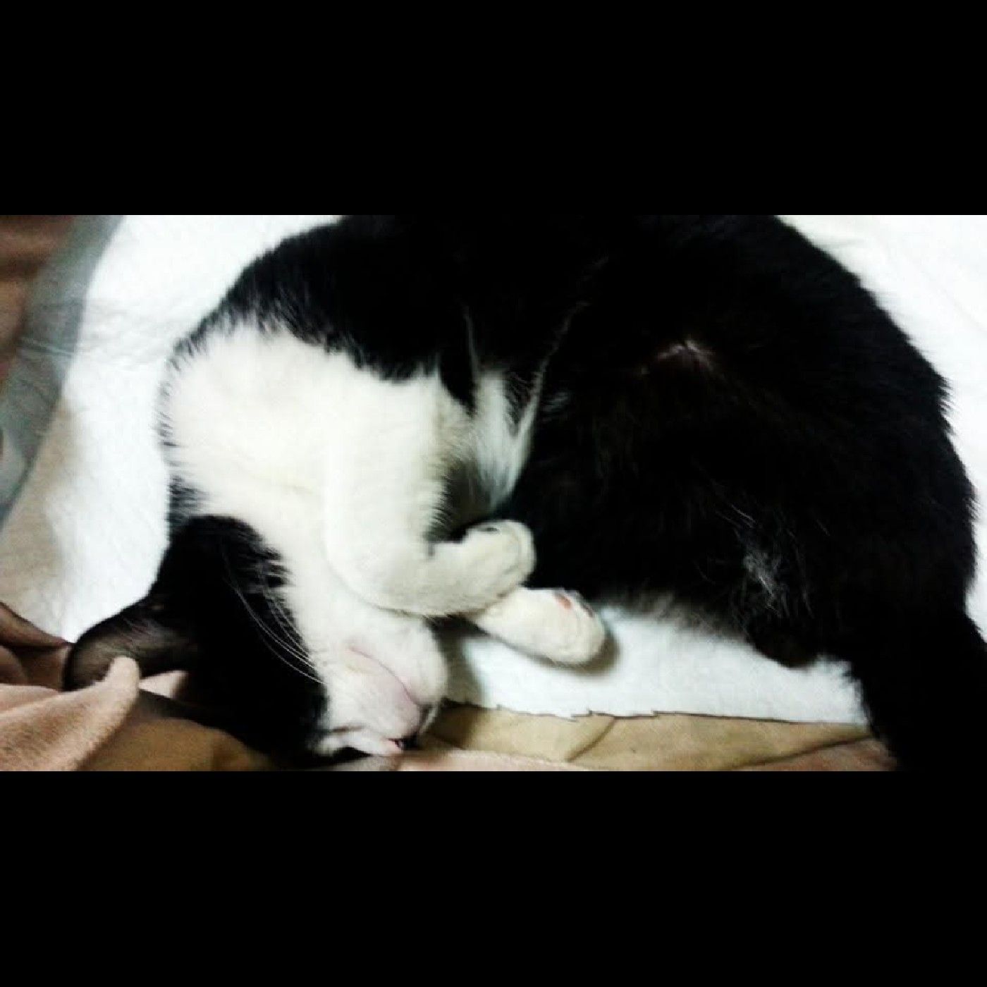 紳士貓的喵言喵語 cover art