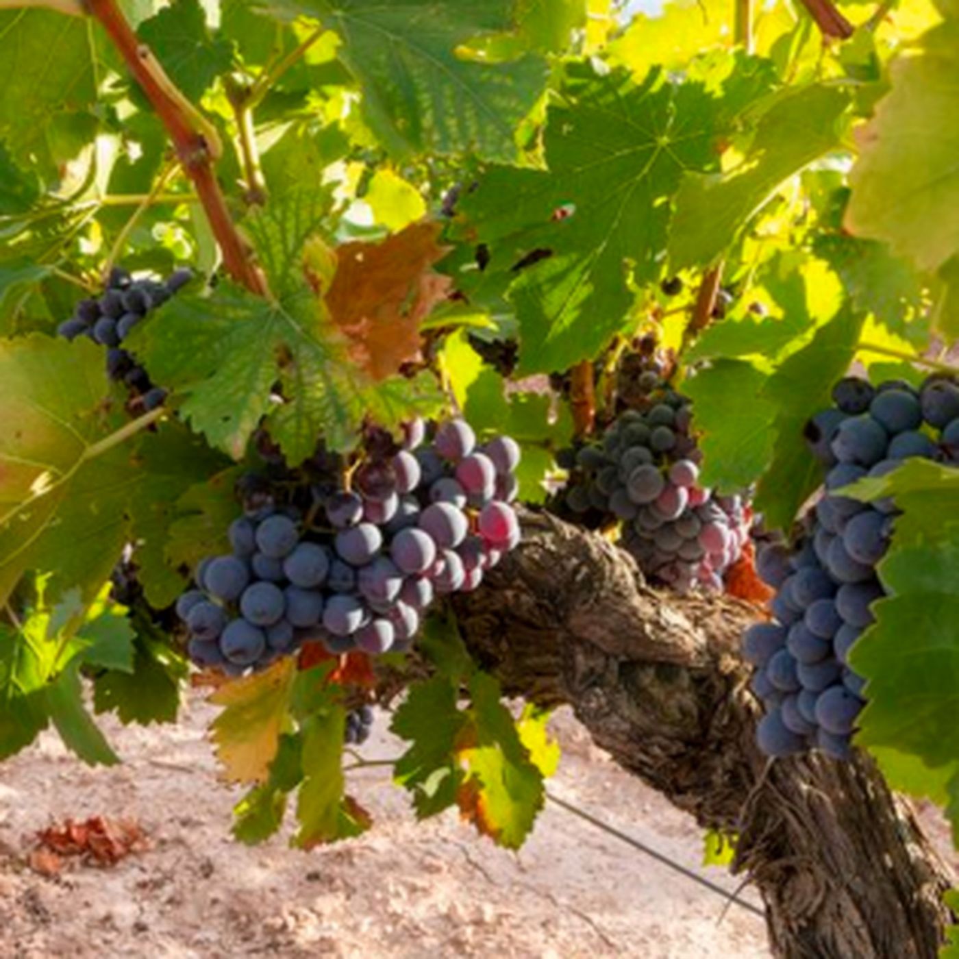 Experience Casa Locé: The Best Winery and Vineyard Tour Near Los Angeles episode artwork