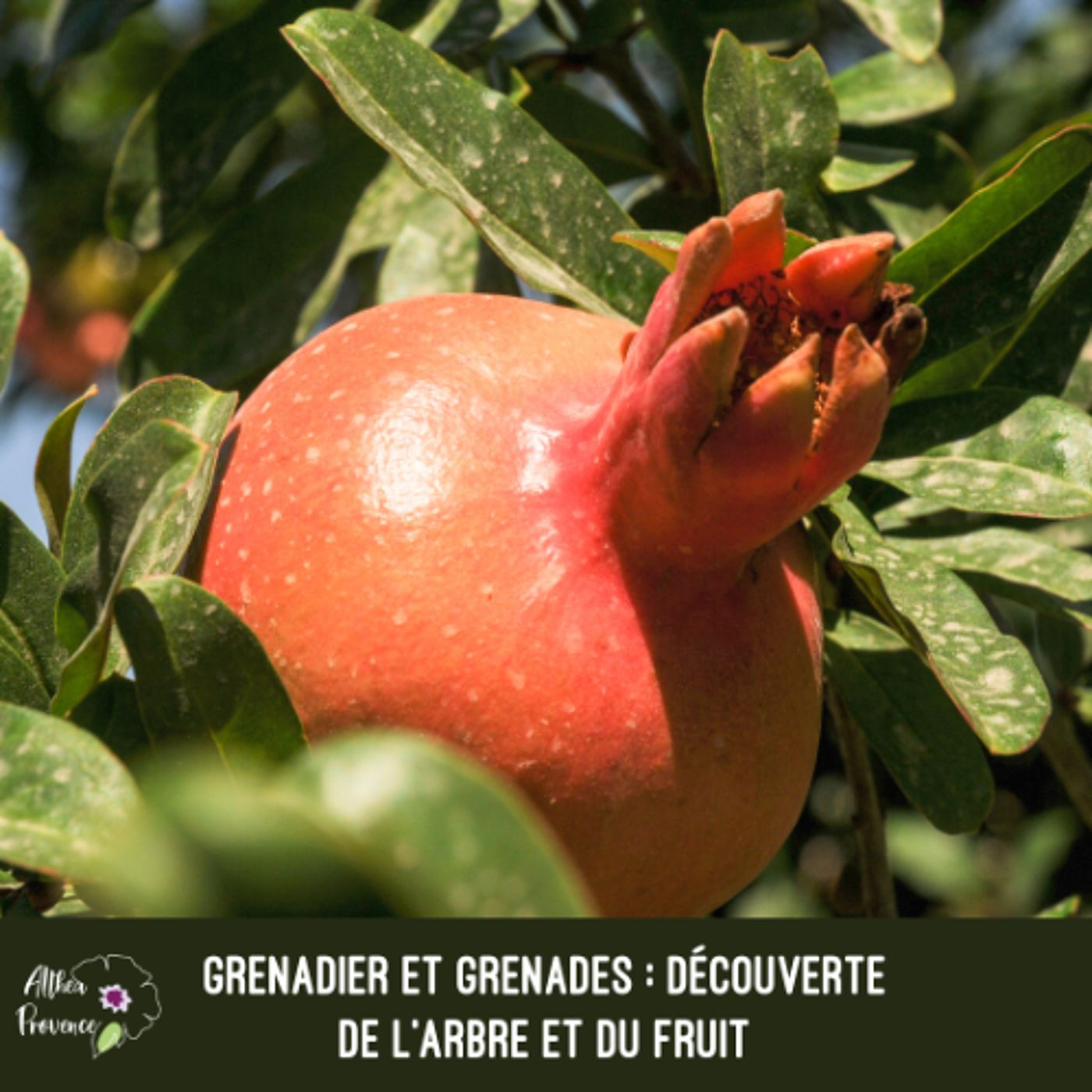 Grenadier et grenades – découverte de l’arbre et du fruit-podcast
