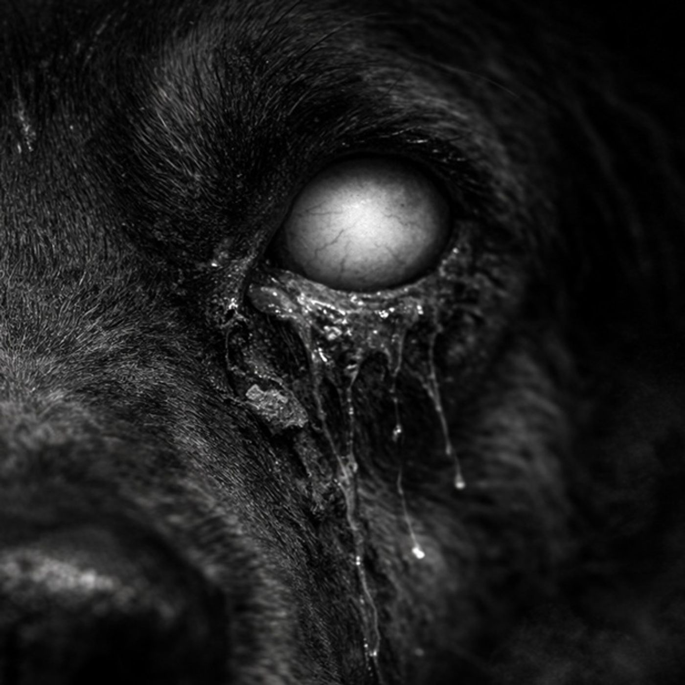 No Te Pongas Lagañas De Perro En Los Ojos MirHistorias De Terror - REDE