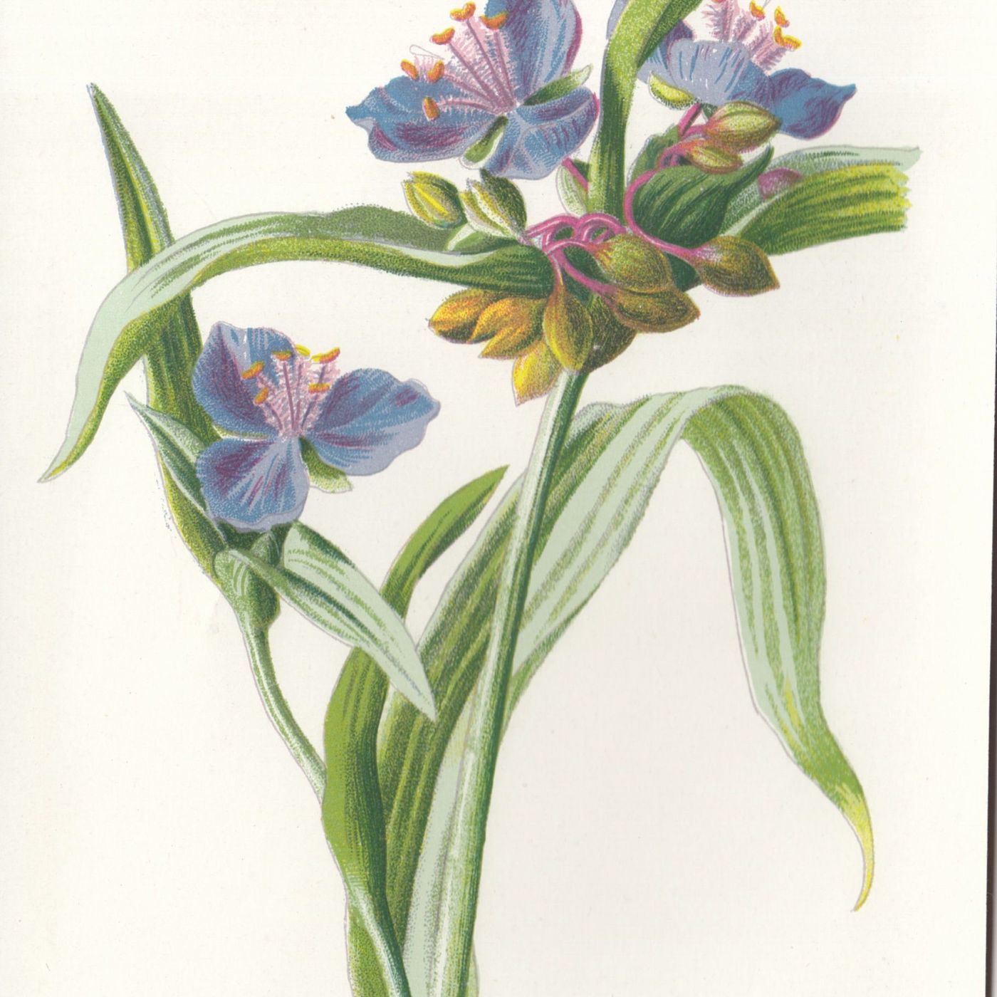 Southern Appalachian Herbs