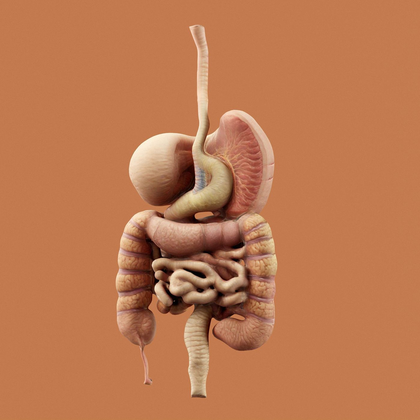 What Causes Irritable Bowel Syndrome?