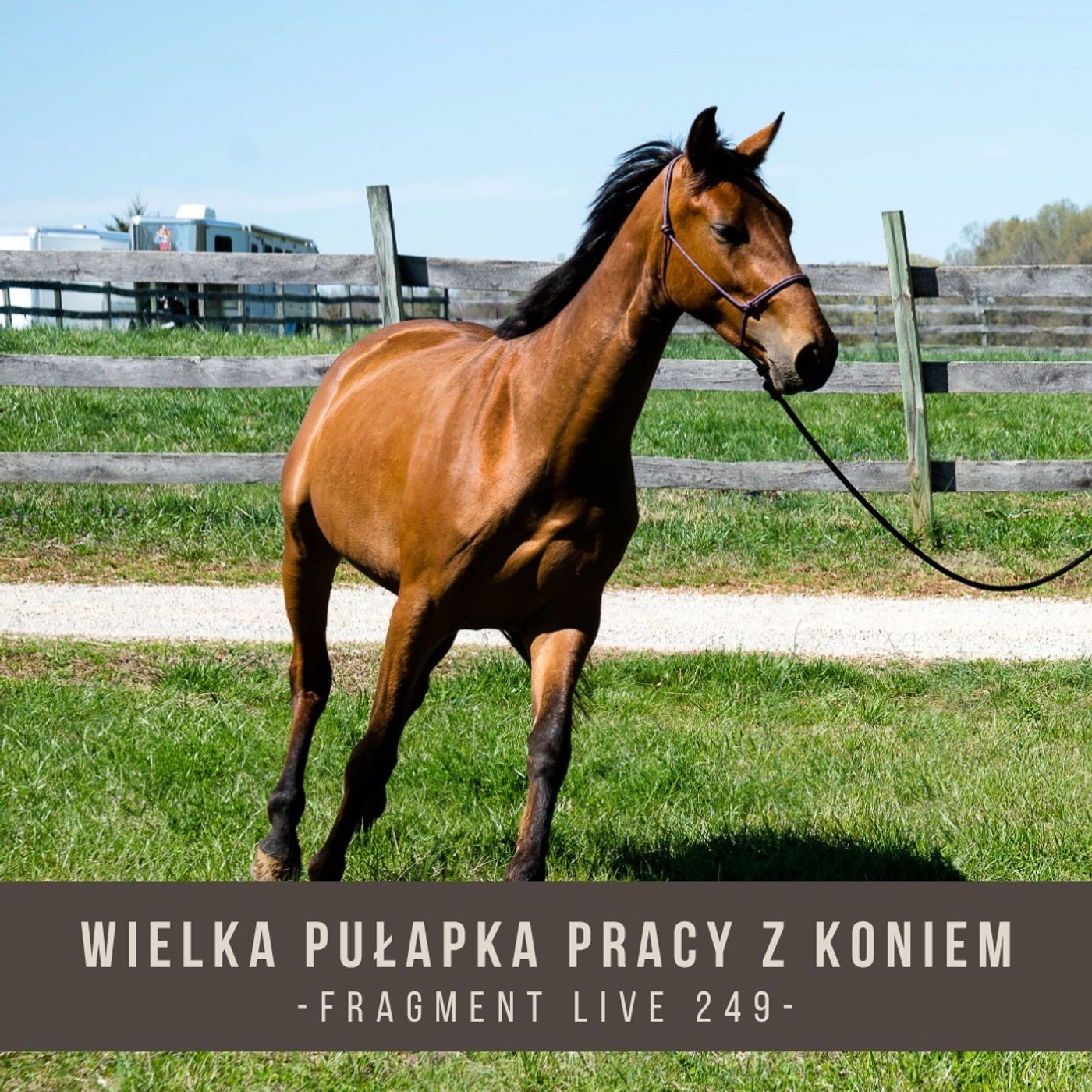 Wielka pułapka w pracy z koniem - fragment live 249