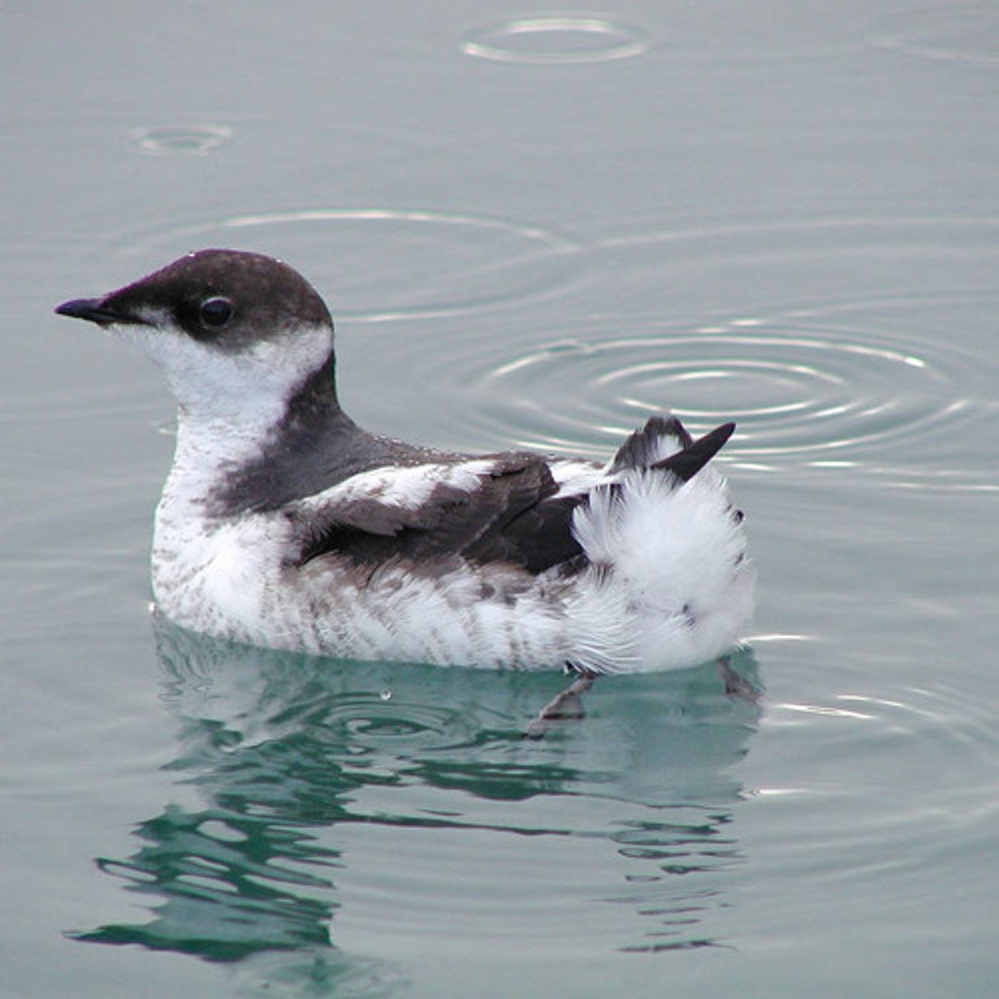 New Study: Threatened Northwest Seabird Numbers Drop 30 Percent episode artwork