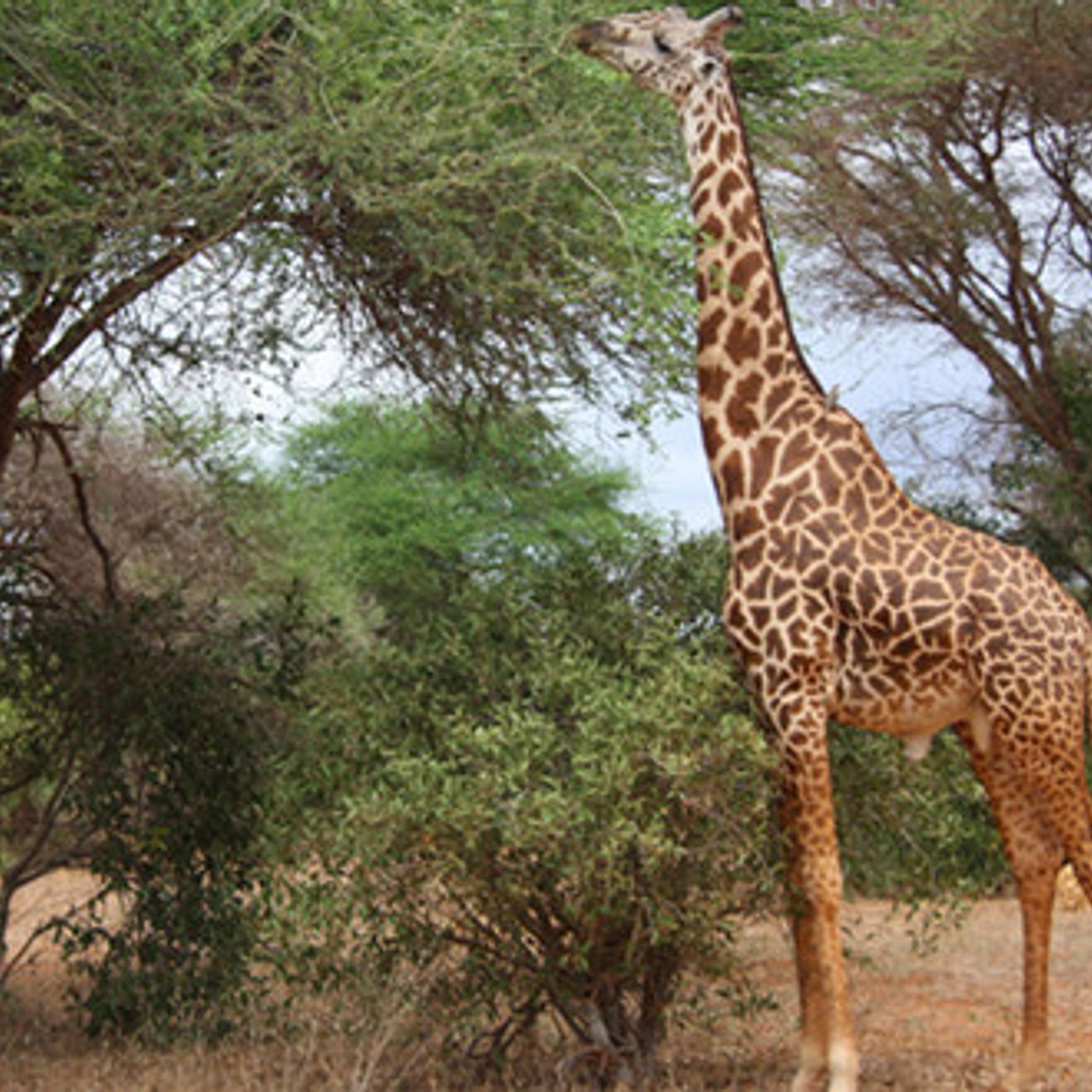 12-1 How Would a Giraffe Wear a Neck Tie?