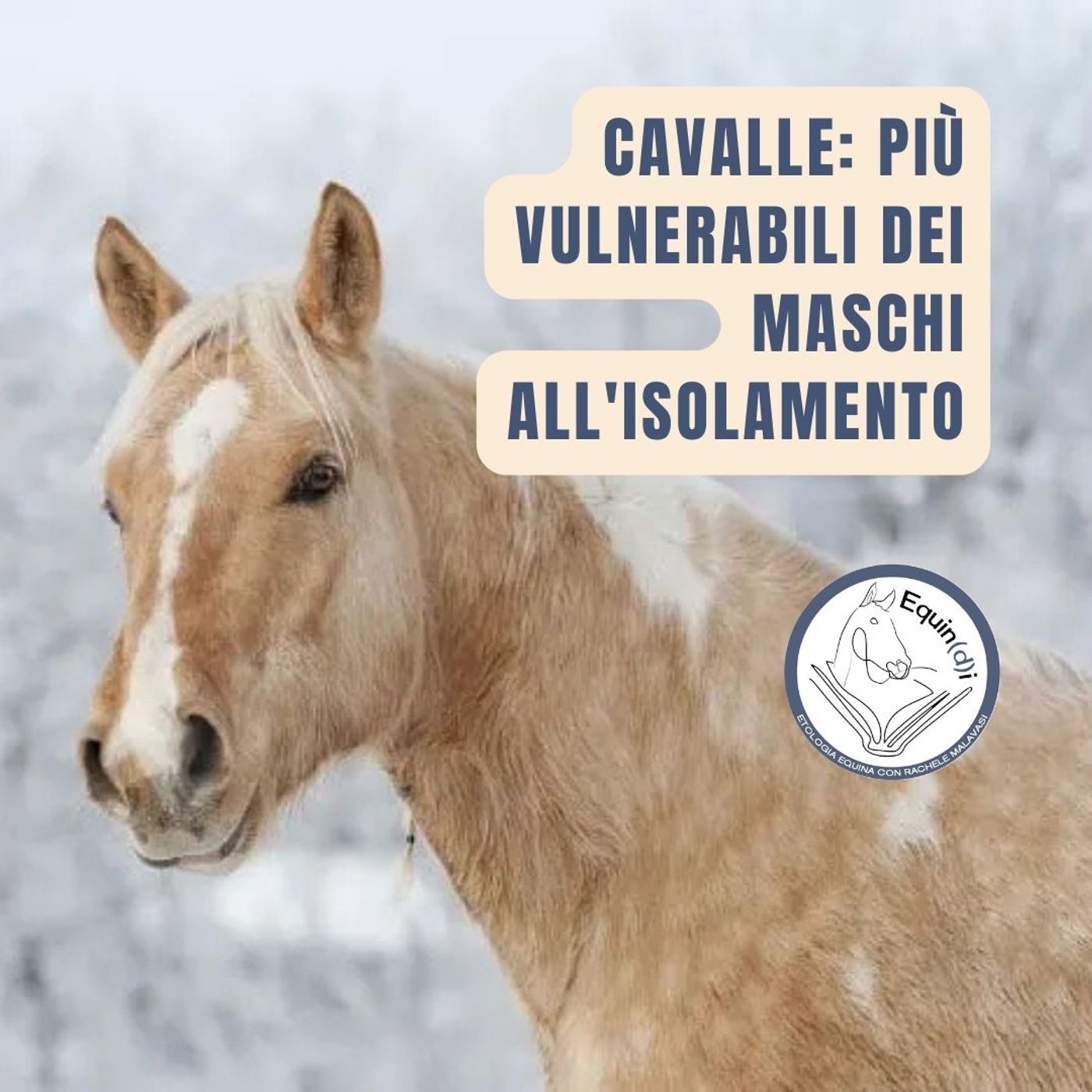 Etologia Equina, il comportamento del cavallo