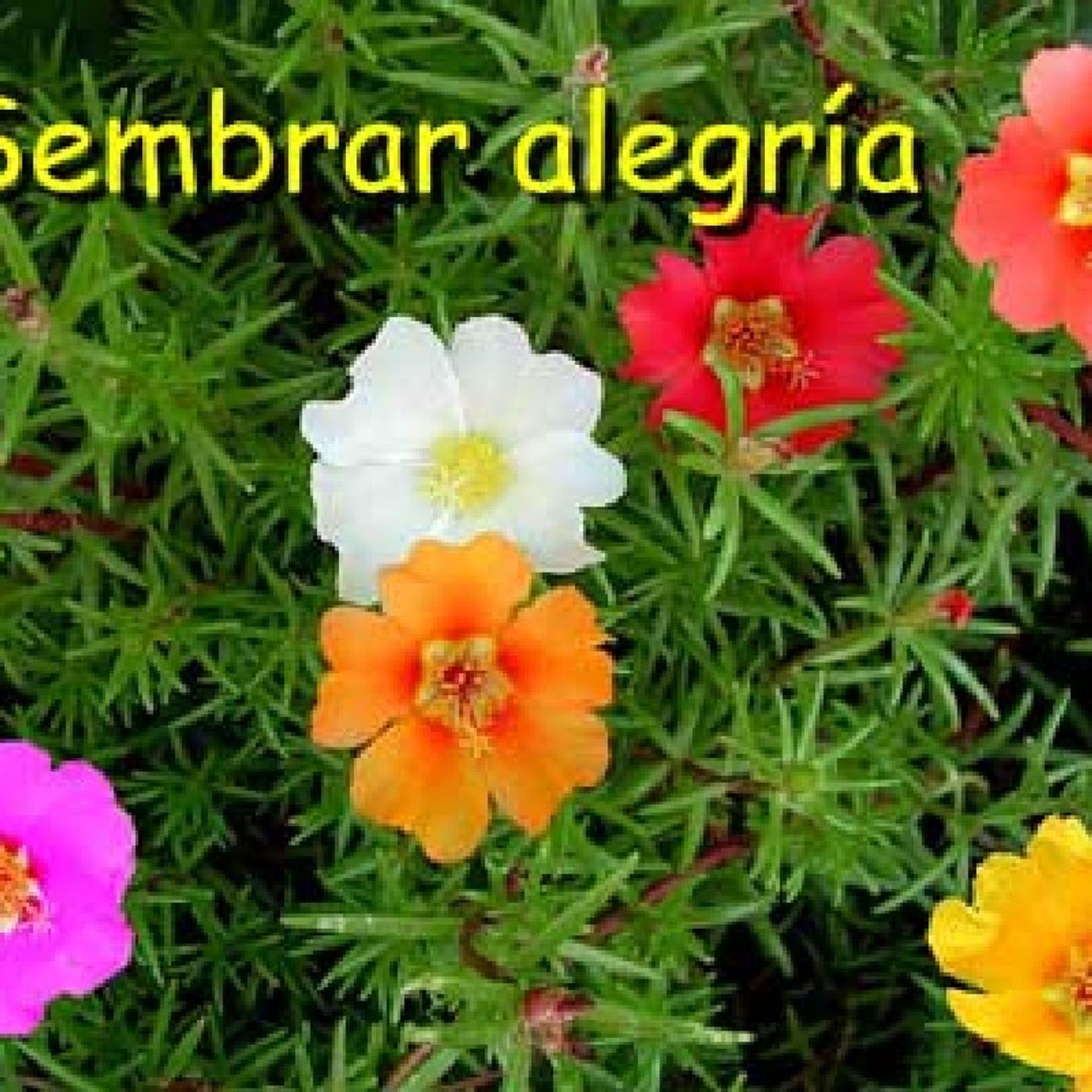 Sembrar paz y alegría en el mundo episode artwork