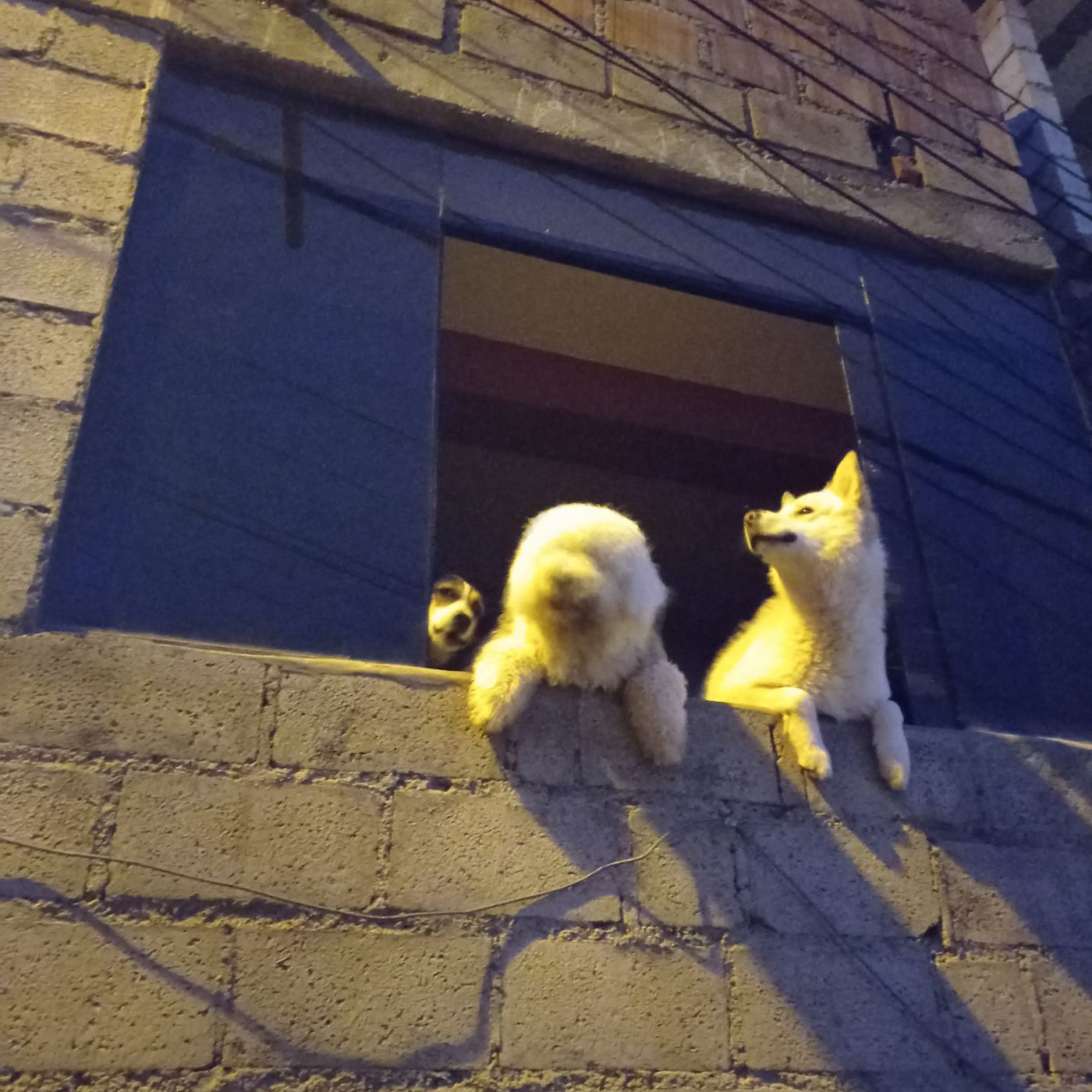 La Vida Con Una loca Cuerda.