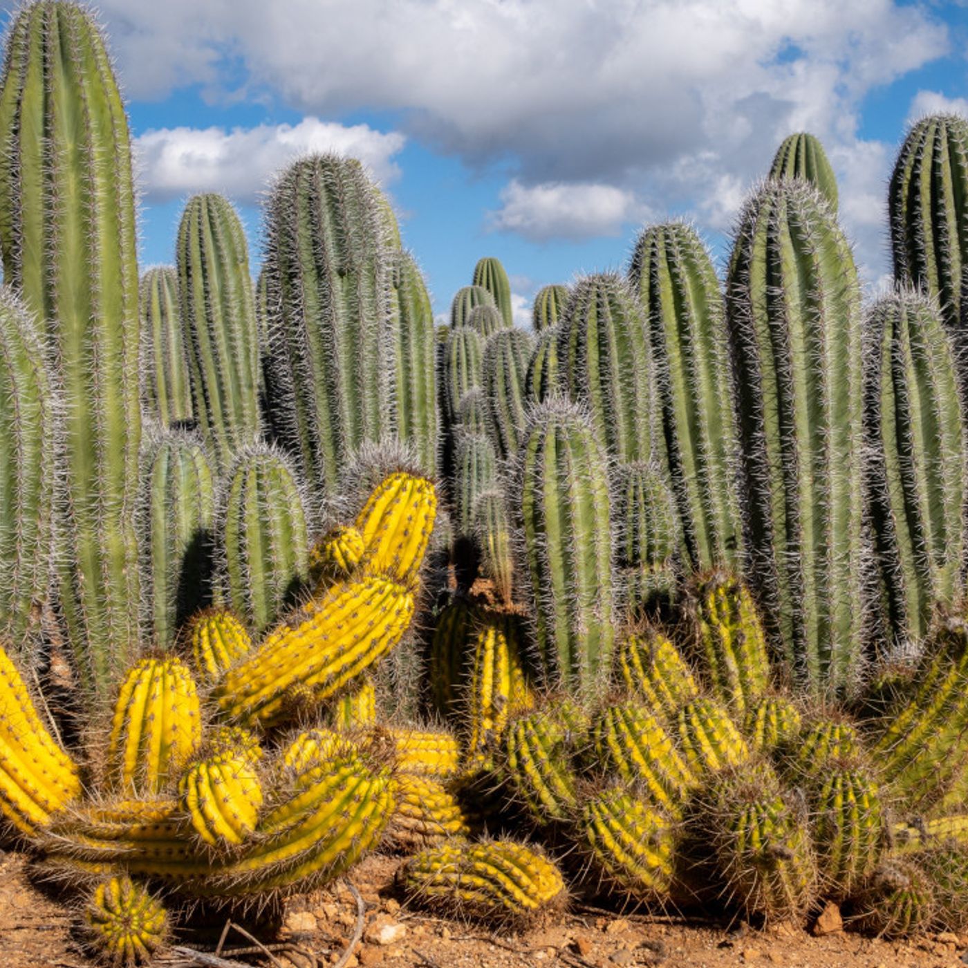 Il mondo nascosto del traffico illegale di cactus episode artwork
