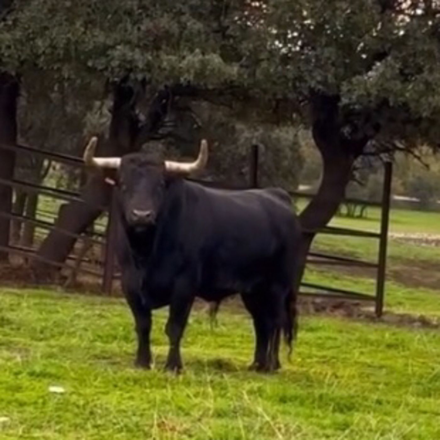 Aventuras de Trueno el toro bravo