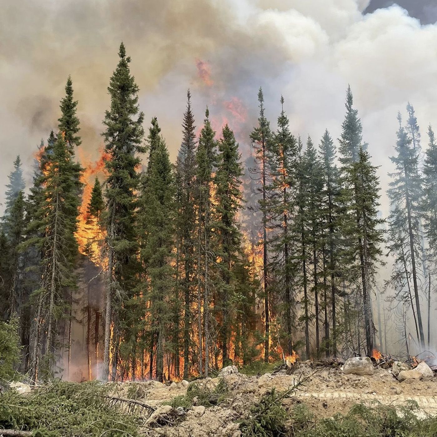 DDD 310: Canadian Man apprehended for causing Canadian Wildfires + Headlines